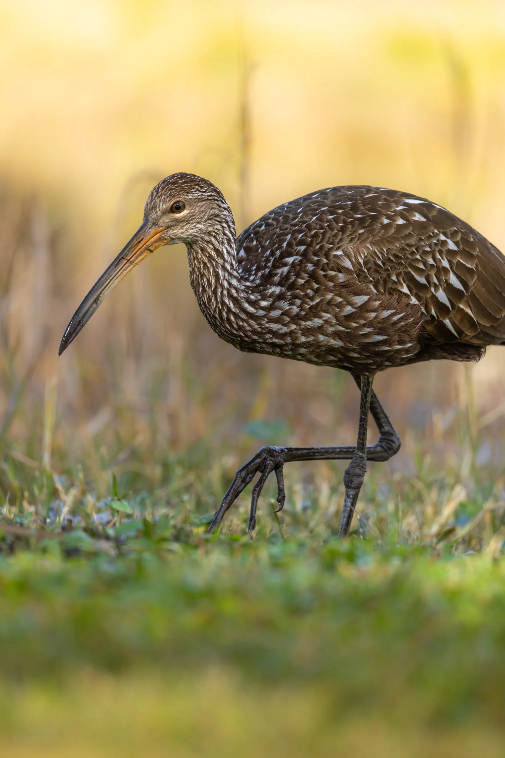 limpkin-walking-grassy-wetland-florida.jpg