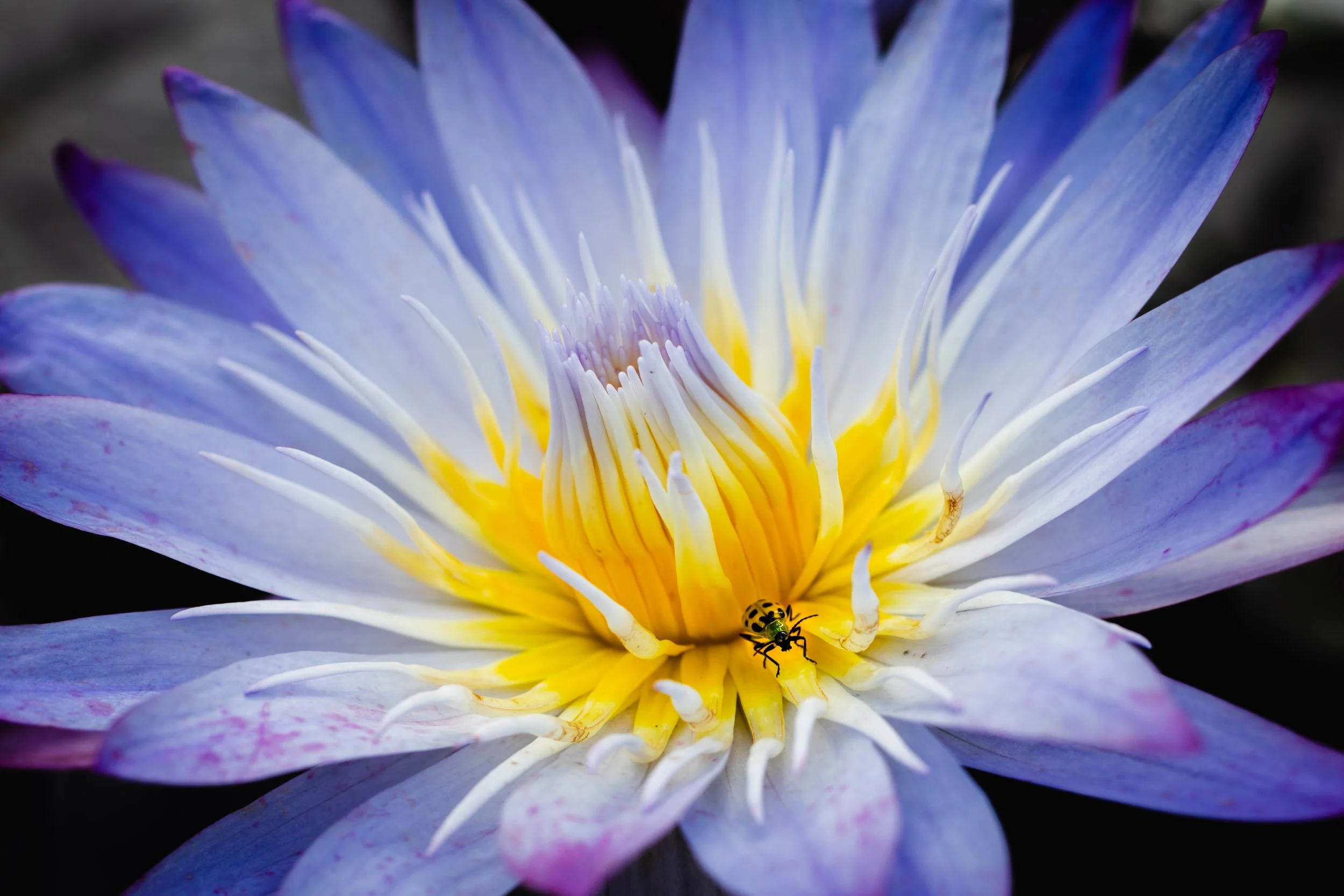 blue-water-lily-flower-bloom-close-up-beetle.jpg