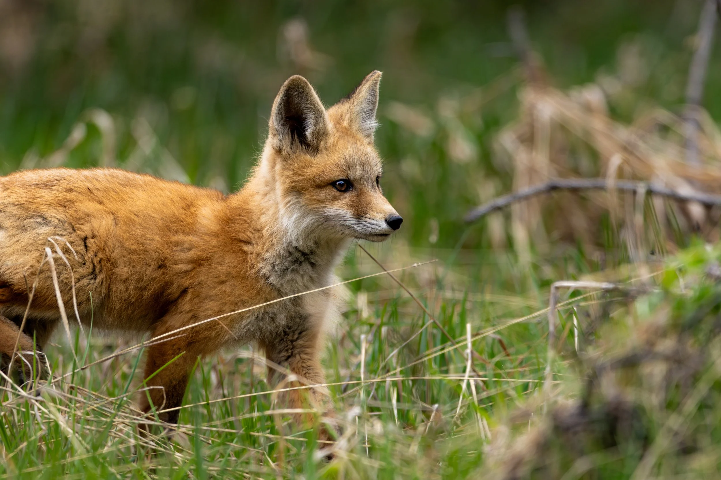 A red fox walking alert in tall green grass, looking intently to the side..