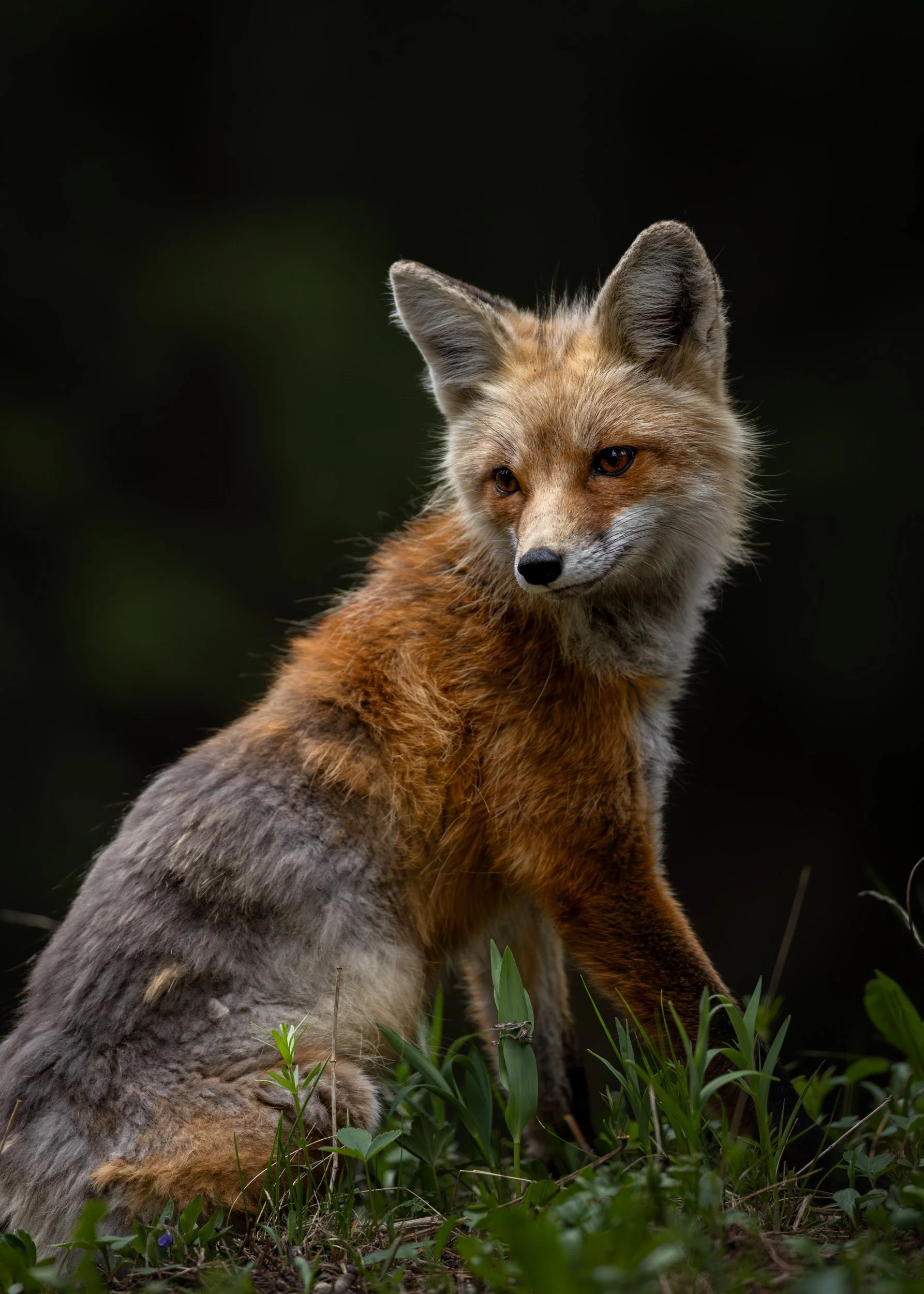 A vertical portrait of a red fox sitting peacefully in the dark green grass with a dark, shadowy background.