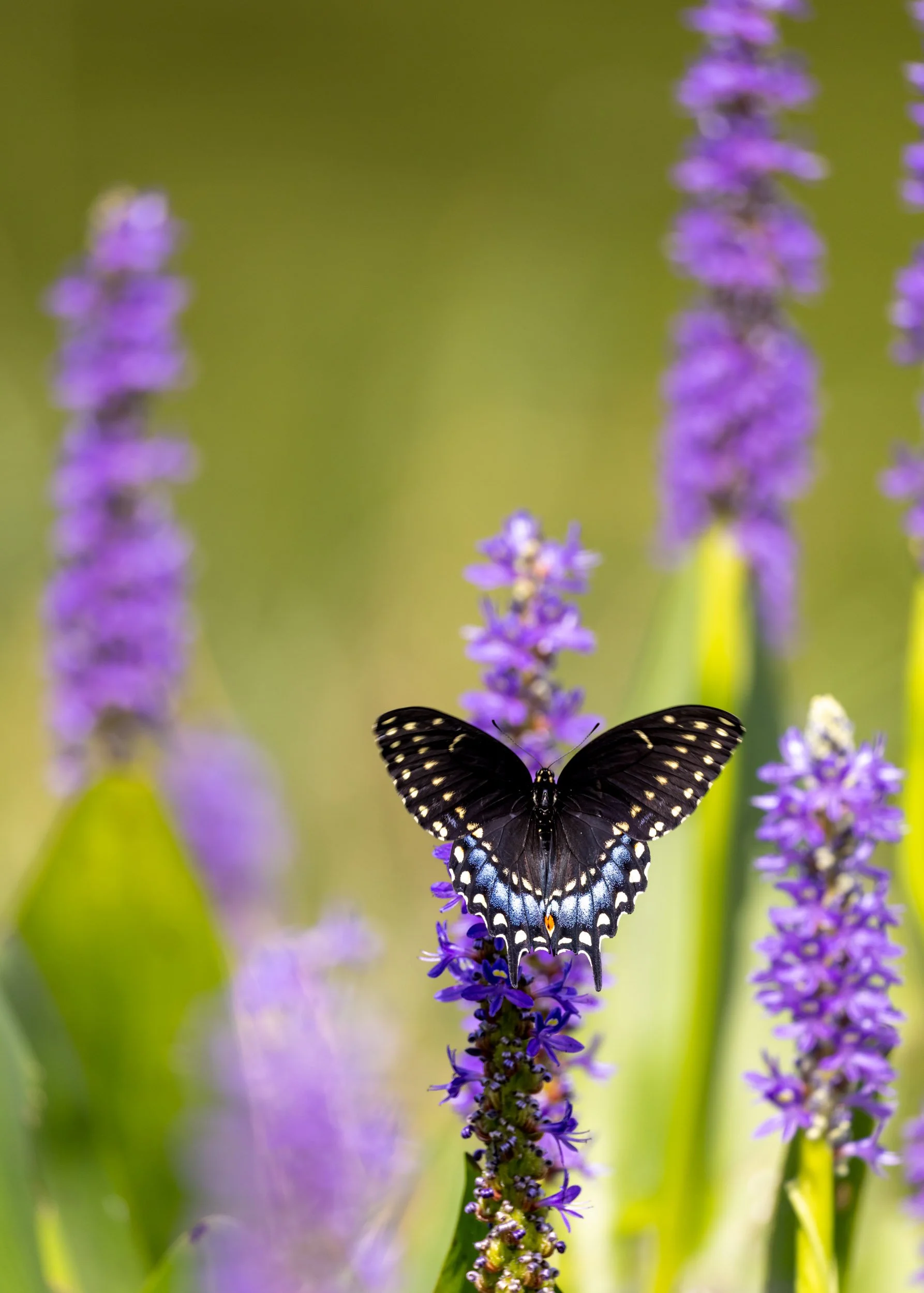 black-swallowtail-butterfly-purple-pickerelweed.jpg