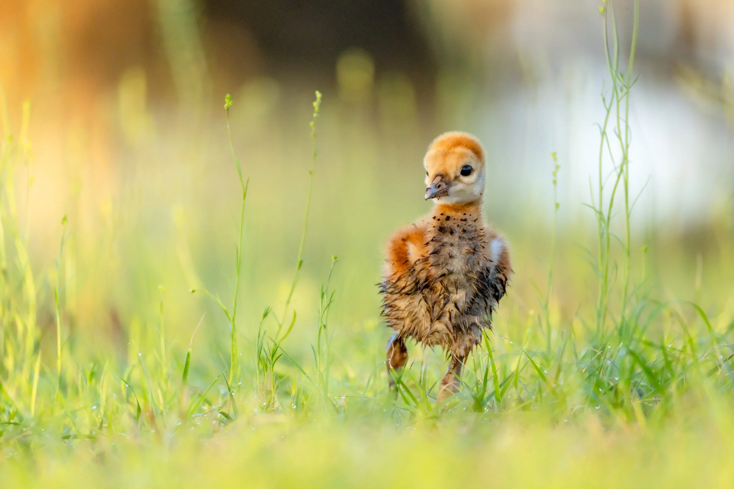 sandhill-crane-colt-walking-green-grass-flowers.jpg