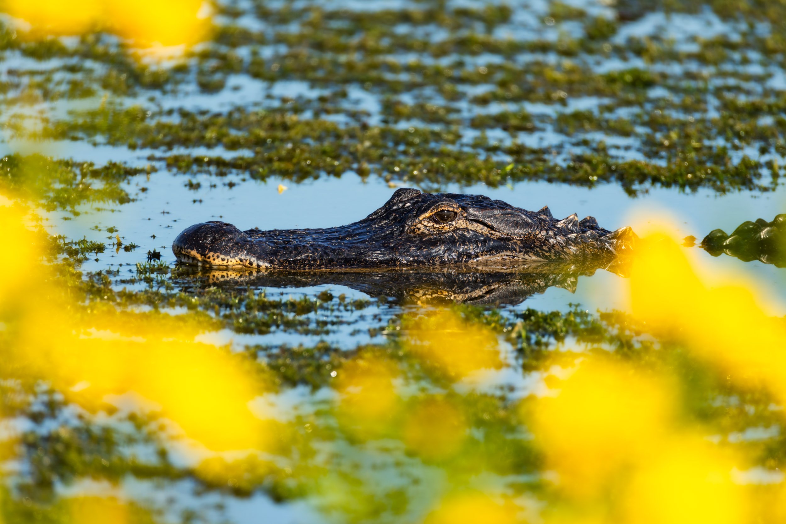 alligator-head--swimming-duckweed-yellow-wildflowers.jpg