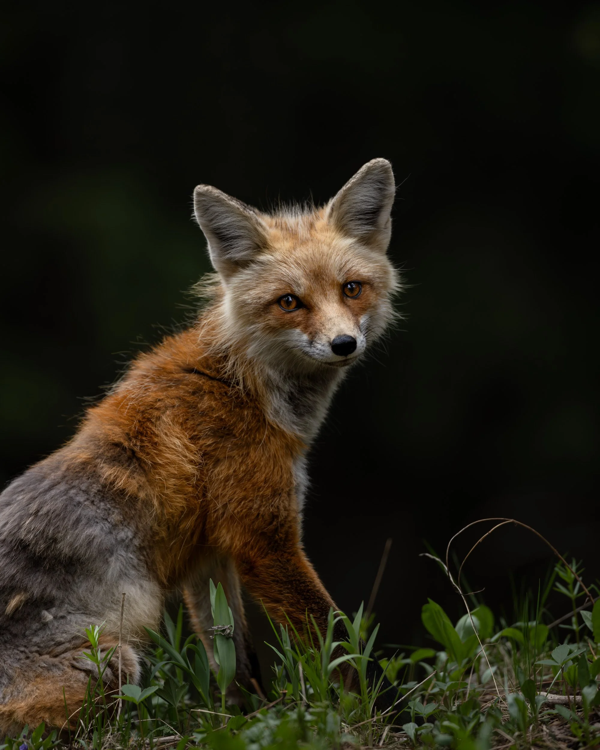 Spring in Yellowstone