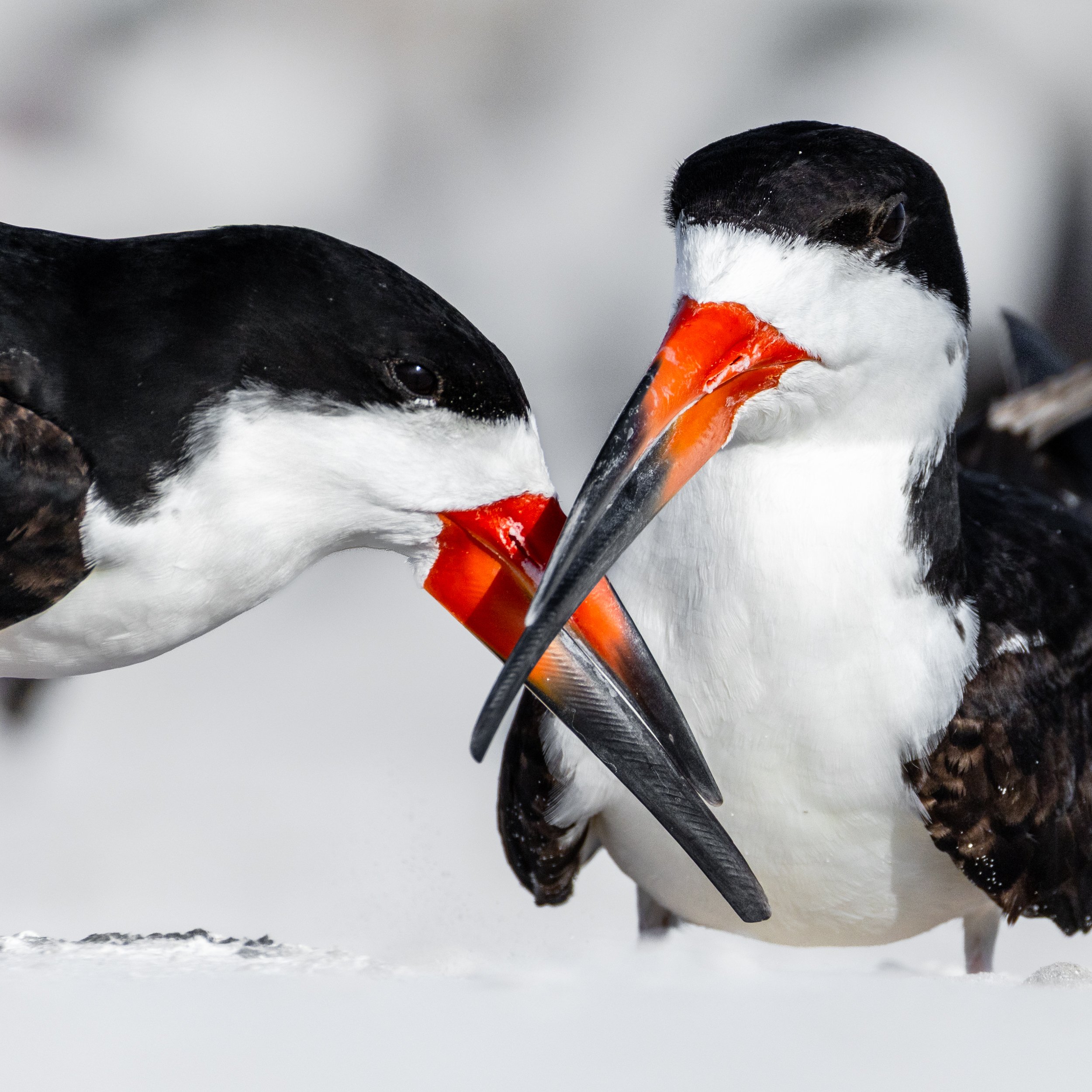 A detailed close-up portrait of adult Black Skimmers engaging in courtship behavior, highlighting their unique bicolored bills.