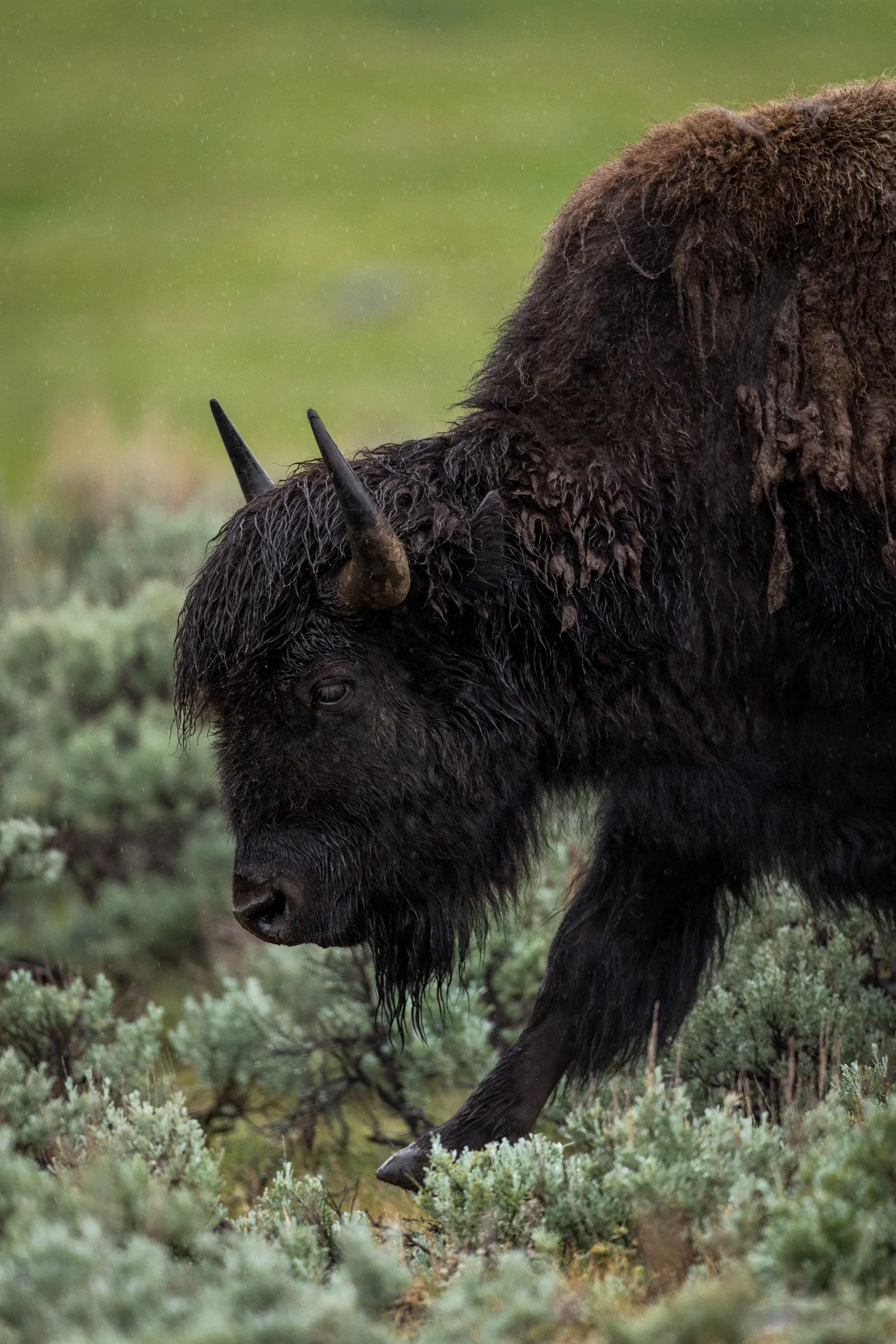 A vertical, close-up portrait of a waterlogged American bison head down, walking among green sagebrush and grasses.