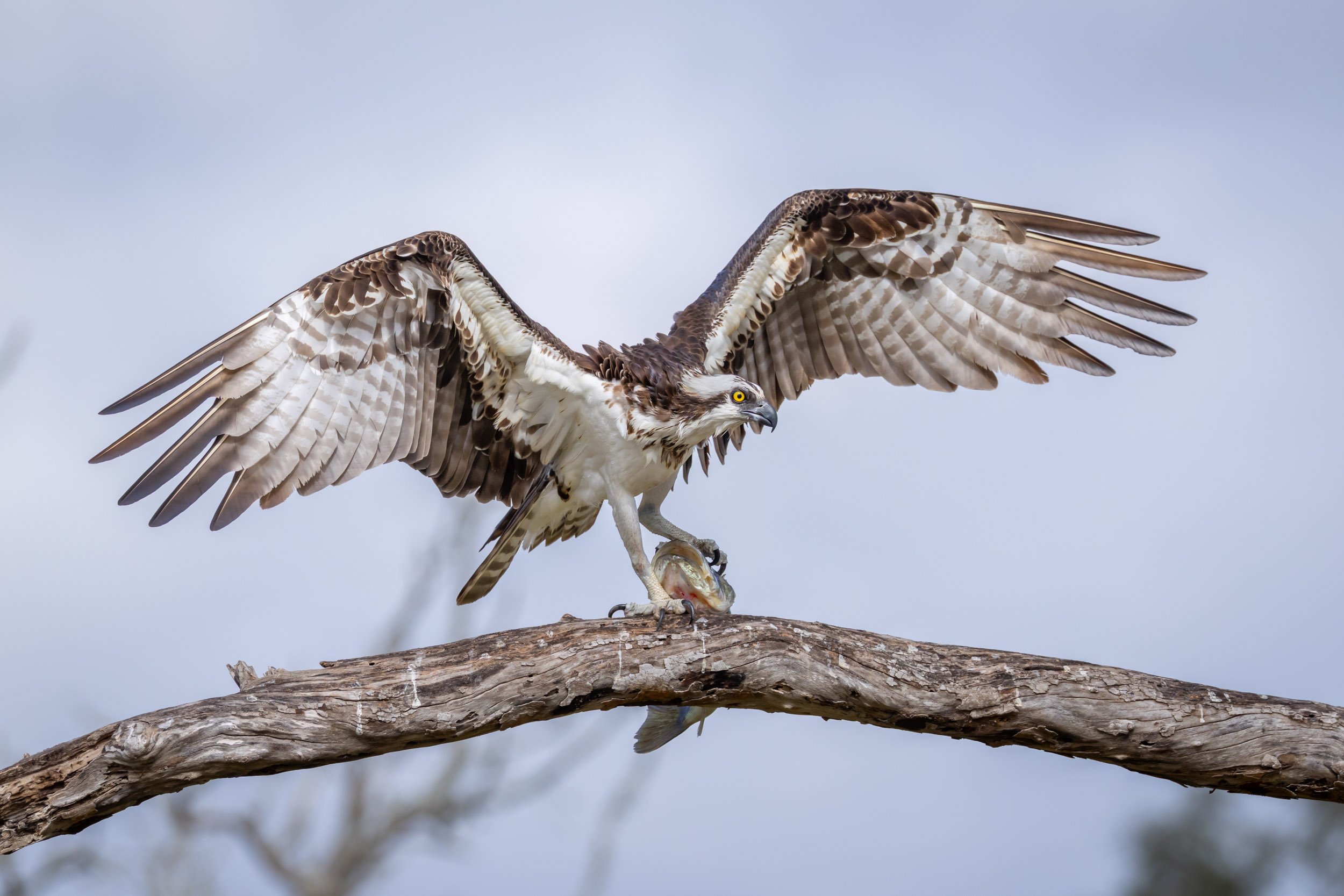florida-osprey-landing-flight-action.jpg