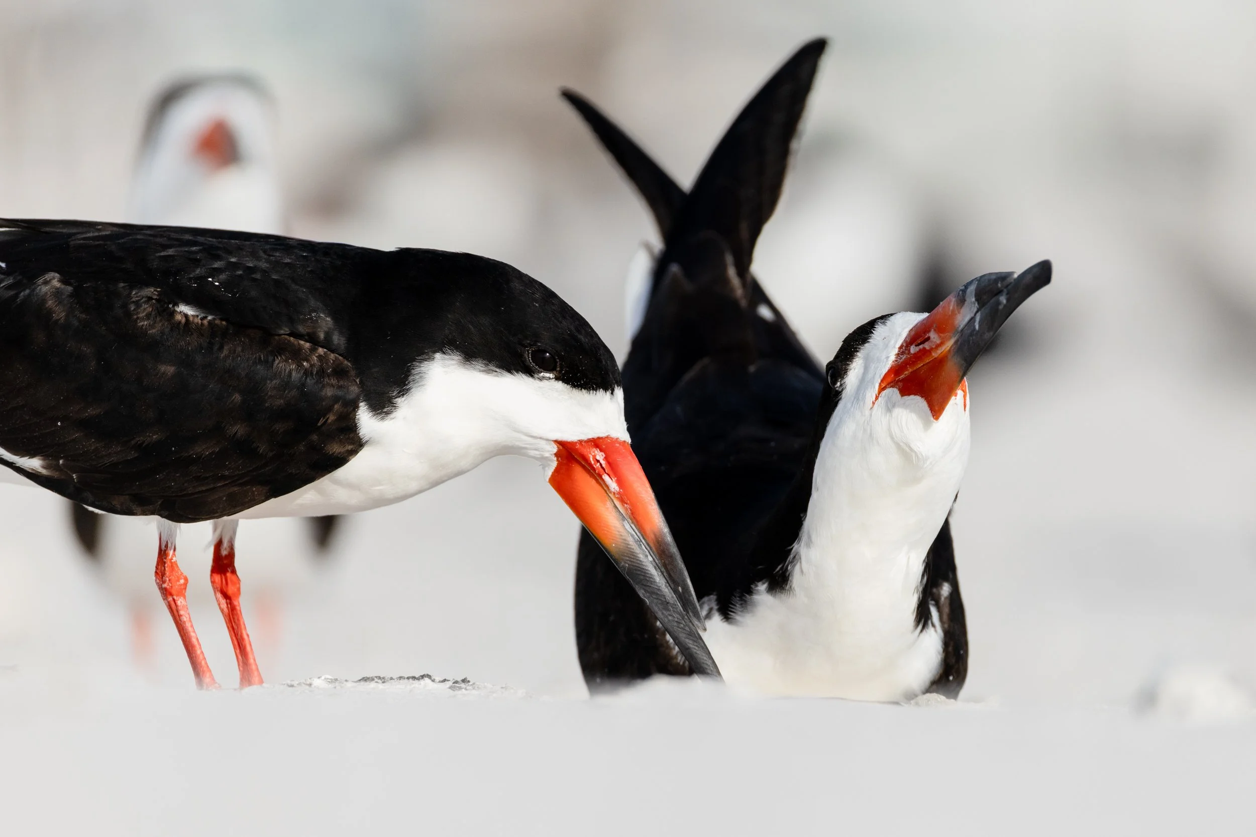 A close-up of two adult Black Skimmers interacting with bright red and black bills on the Florida coast.