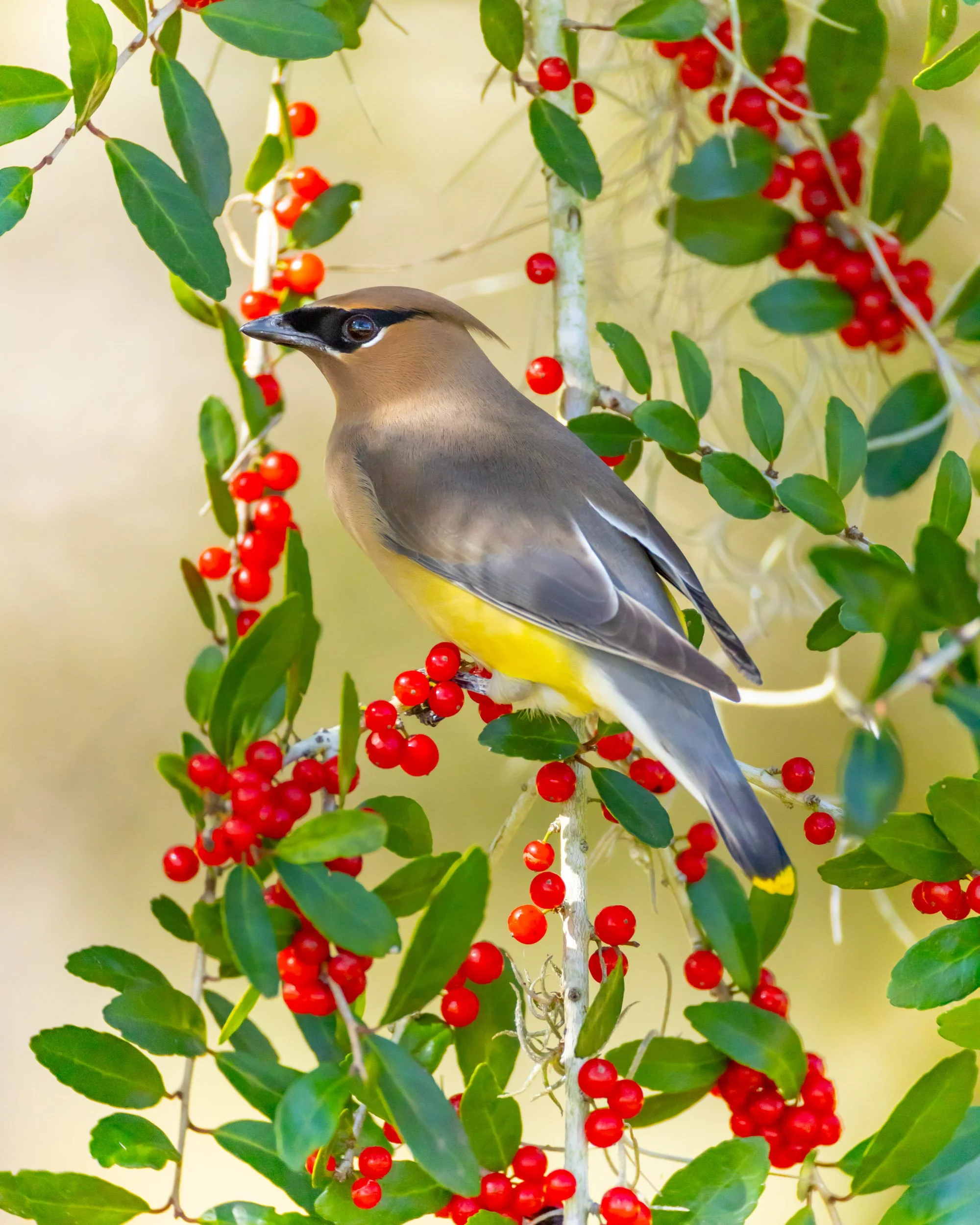 cedar-waxwing-eating-red-berries-holly-tree.jpg