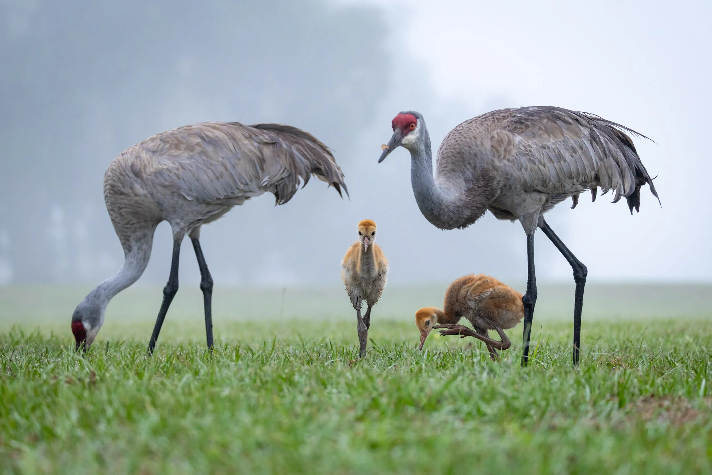 sandhill-crane-family-walking-morning-mist.jpg