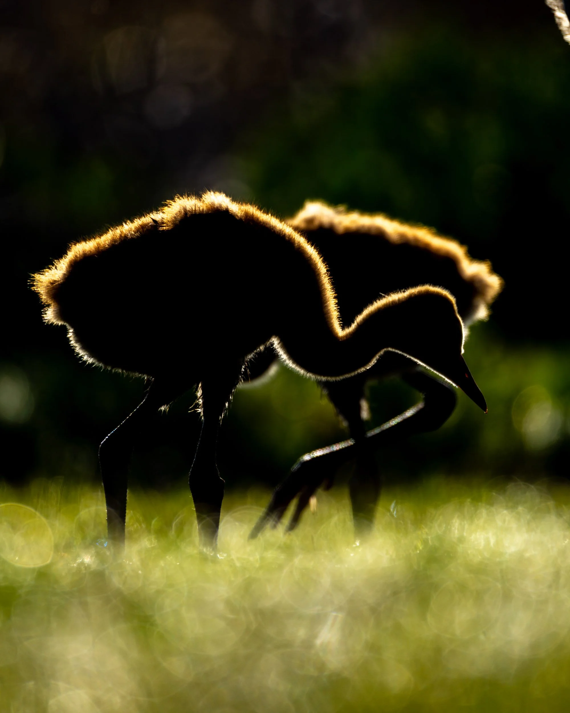 backlit-sandhill-crane-colts-silhouette-golden-hour.jpg
