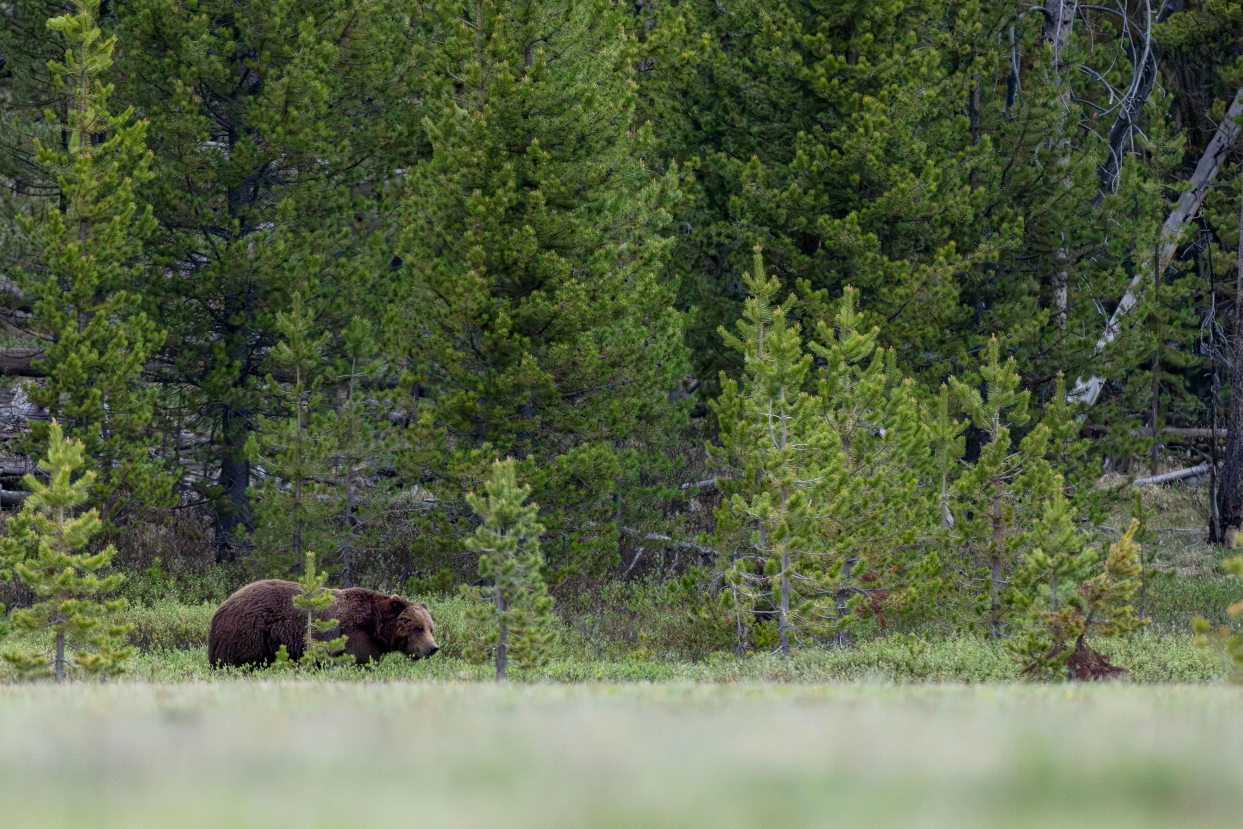 A grizzly bear walking in a lush green meadow with a dense forest of evergreen trees in the background.