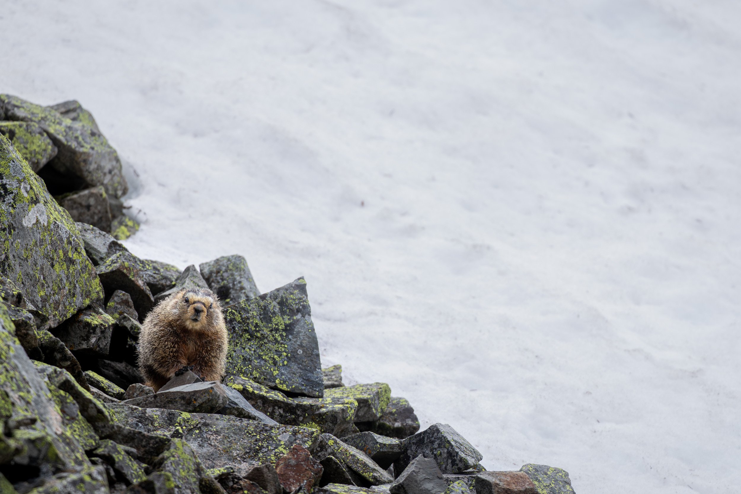 A marmot sits perched on dark, jagged rocks next to a steep slope of white snow.
