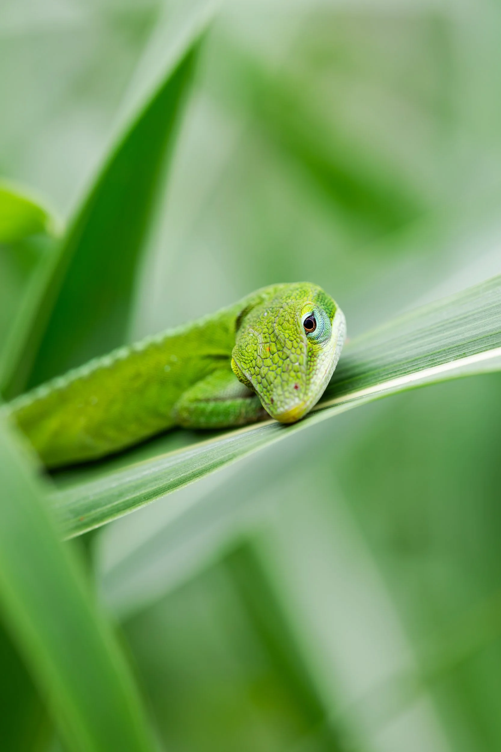green-anole-resting-green-leaf-macro.jpg