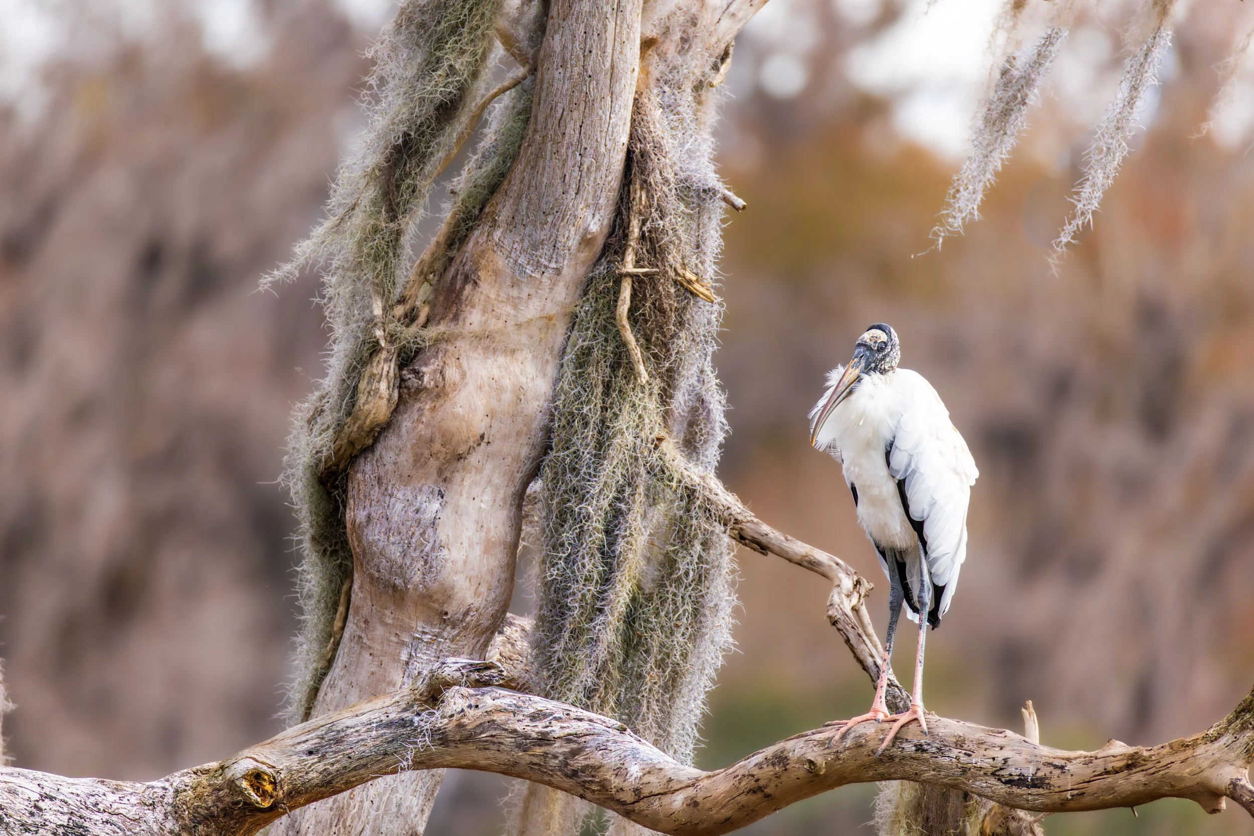 wood-stork-cypress-tree-spanish-moss.jpg