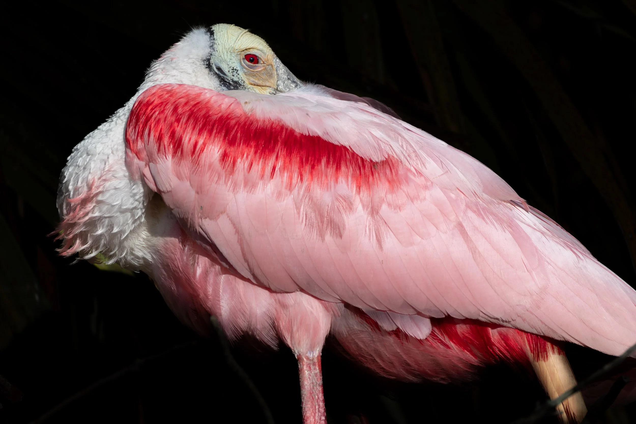 roseate-spoonbill-standing-dark-background-profile.jpg