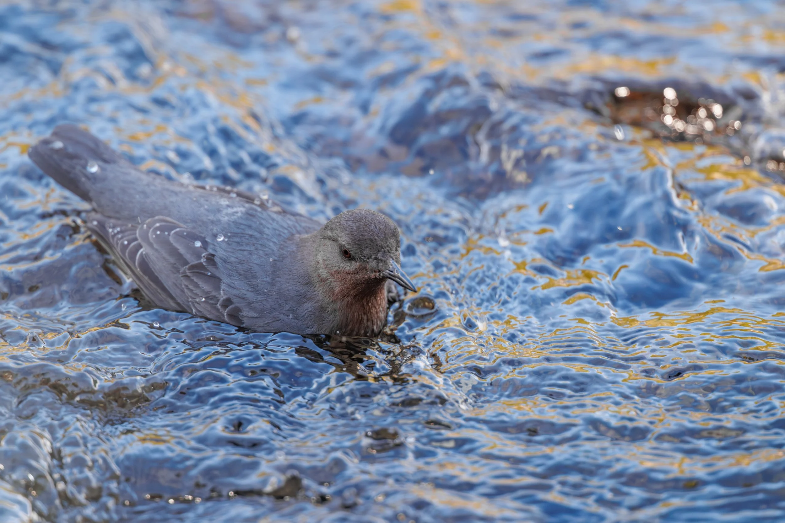 A small, grey American dipper bird foraging in shallow, swirling blue water with dynamic water droplets splashing around it.