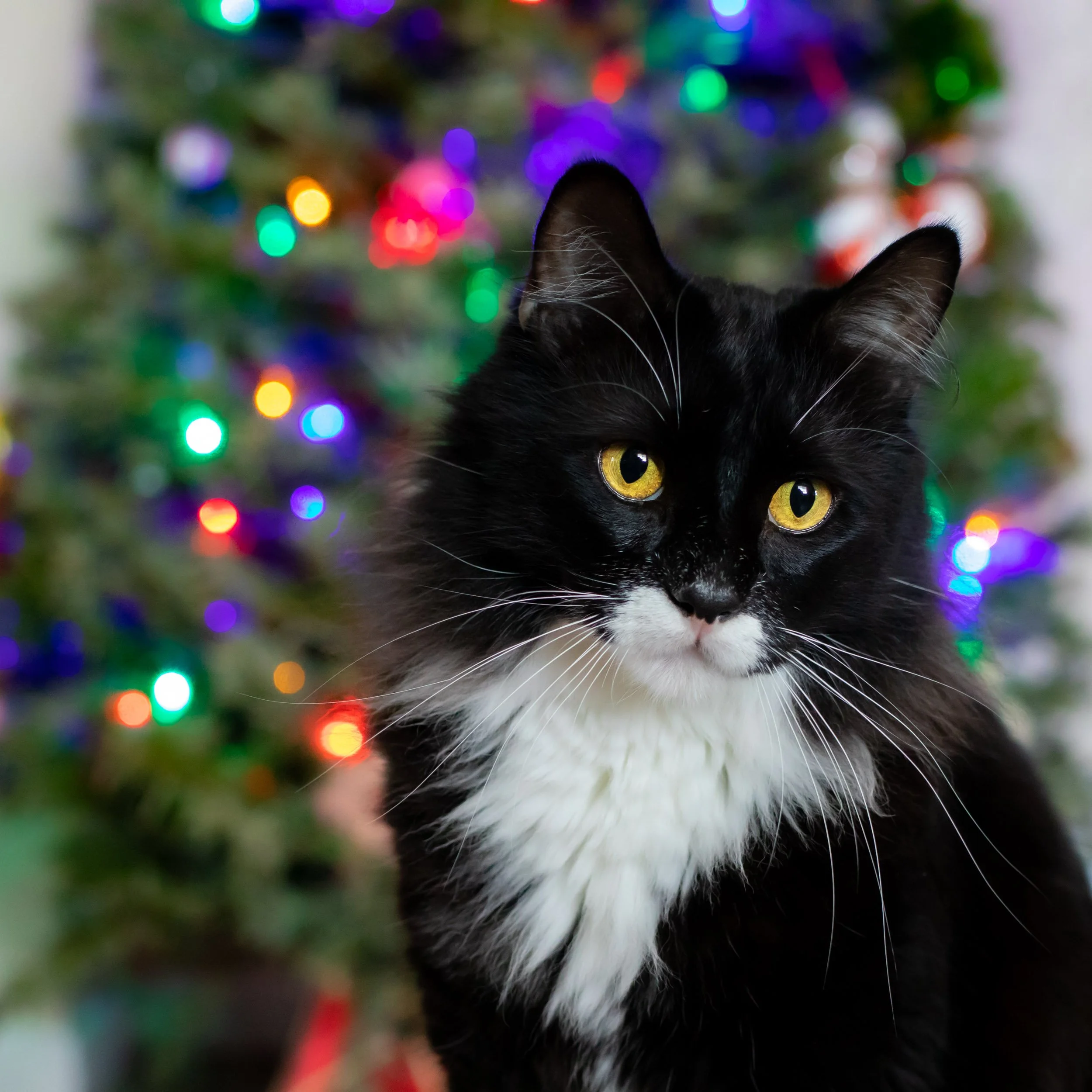 tuxedo-cat-portrait-christmas-lights-background.jpg