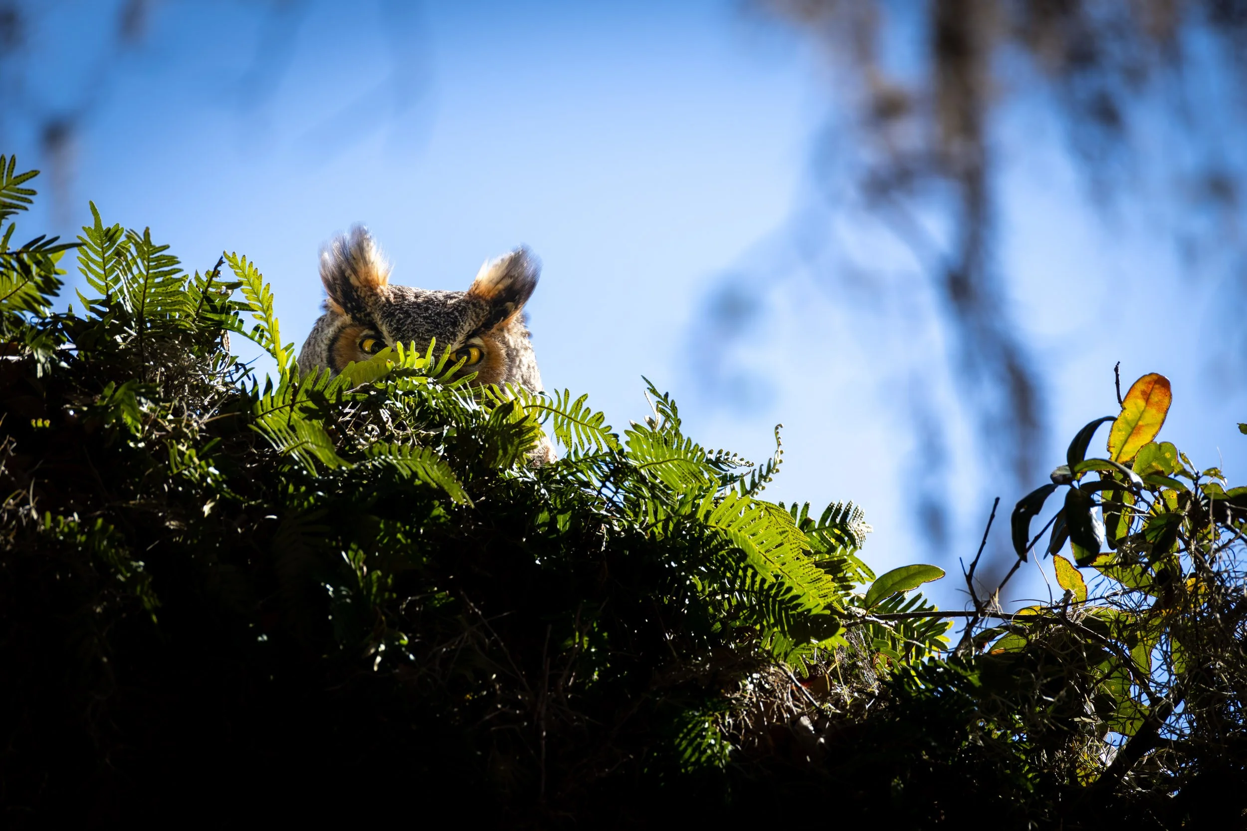 great-horned-owl-peeking-ferns-habitat-nest.jpg