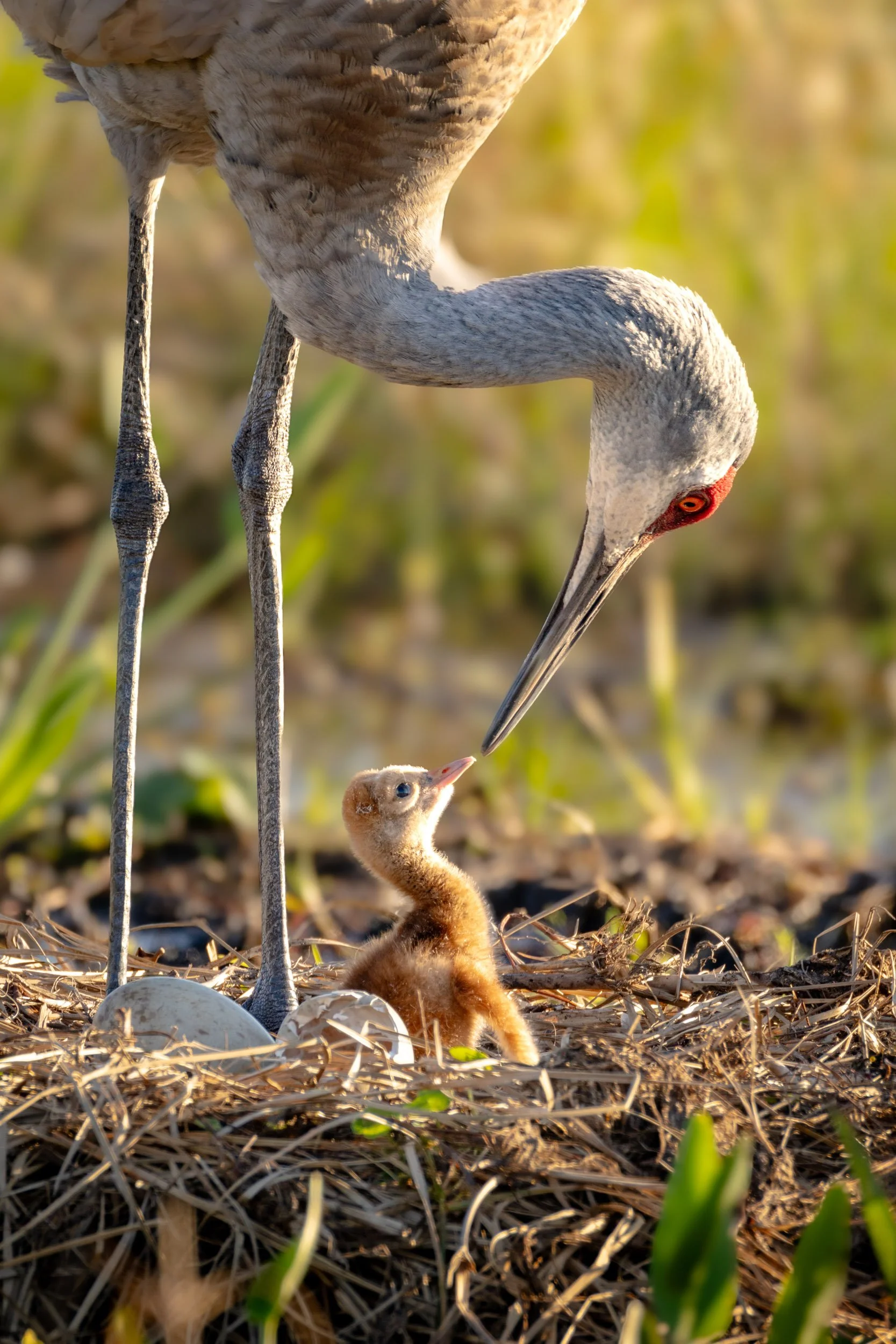sandhill-crane-hatching-chick-nest-florida.jpg