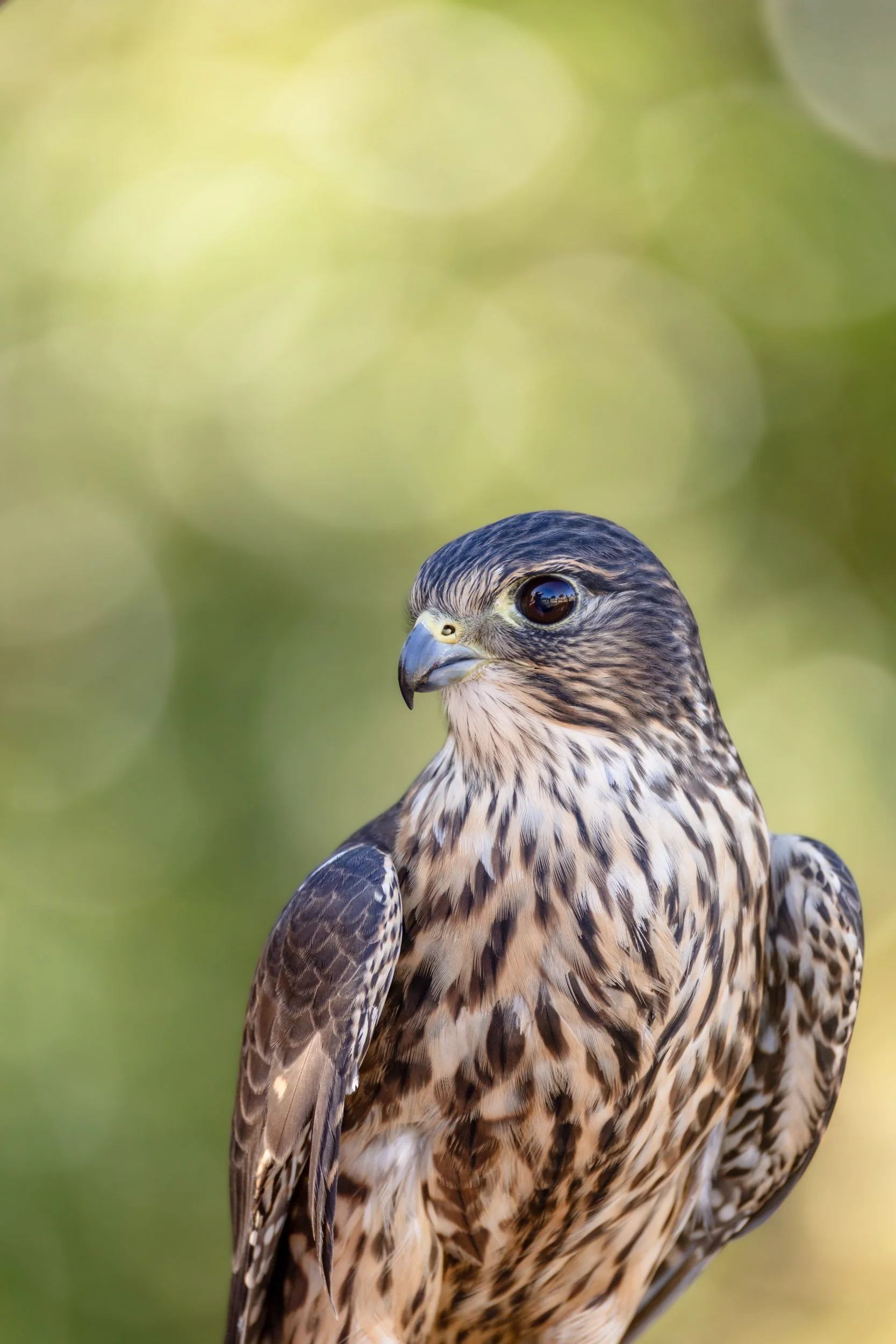 merlin-falcon-portrait-soft-green-background.jpg