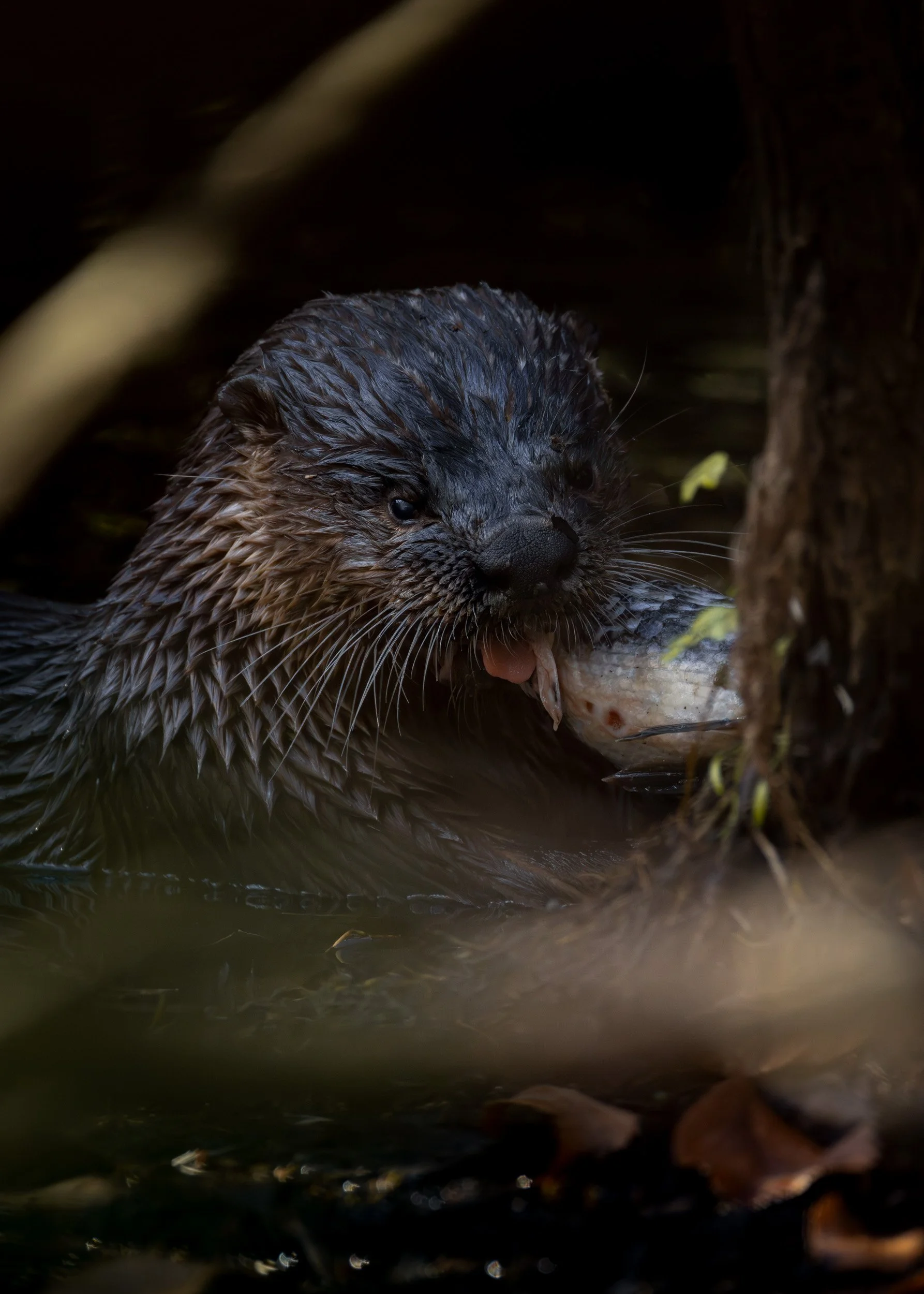 A close-up of a wet river otter in dark water, holding and eating a fish near a shadowed shoreline.