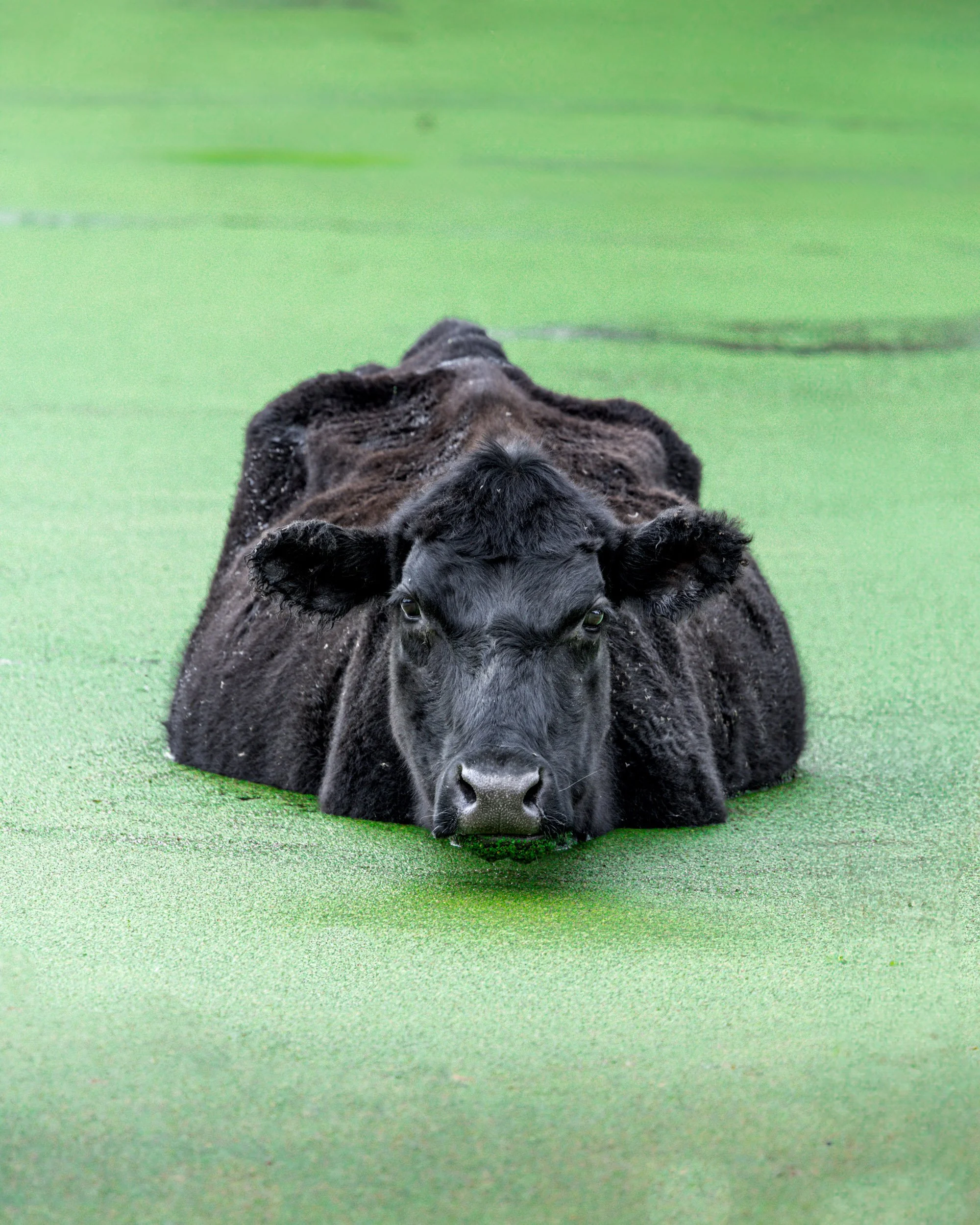 black-cow-swimming-in-green-duckweed-water-florida.jpg