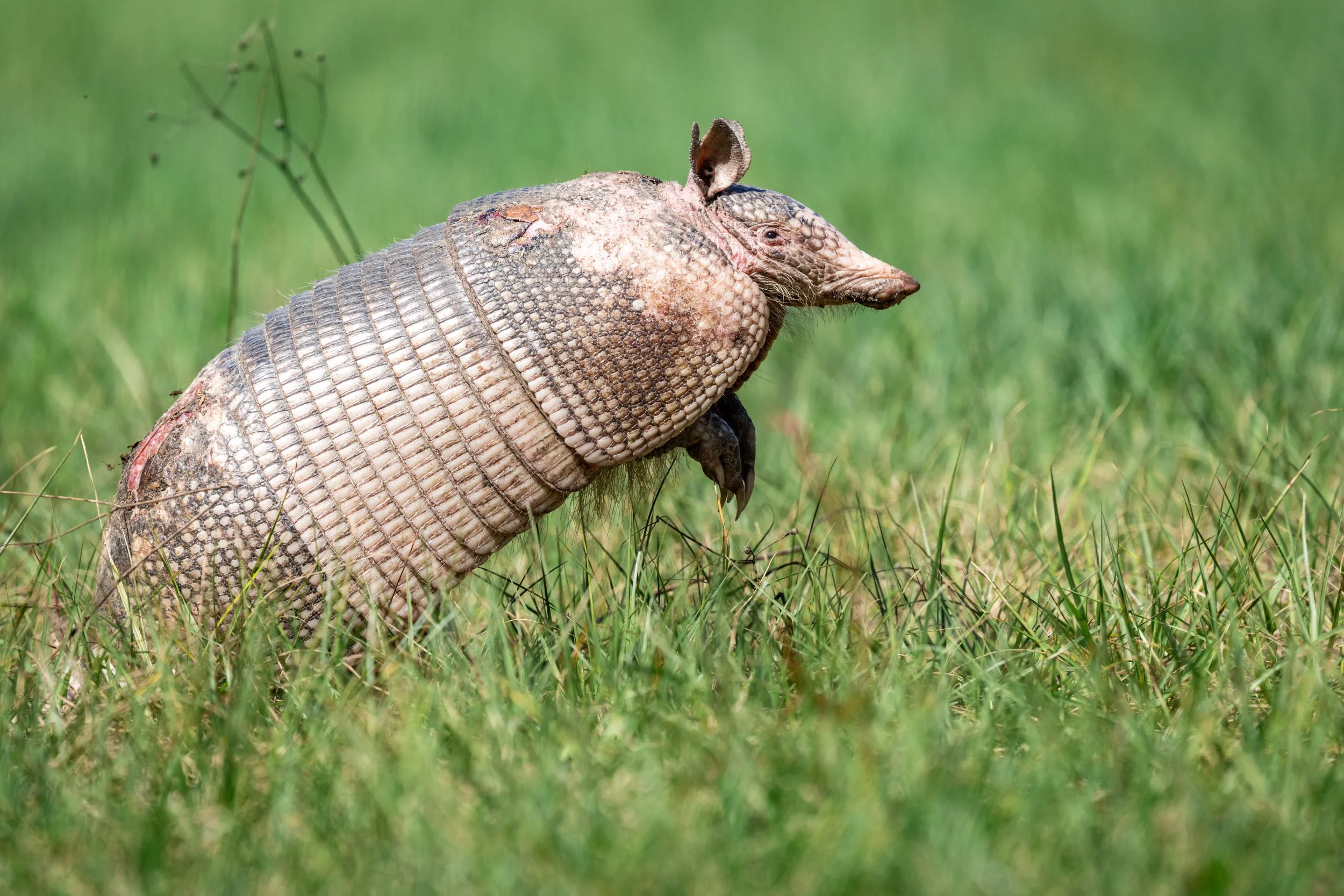 nine-banded-armadillo-foraging-grass-florida.jpg