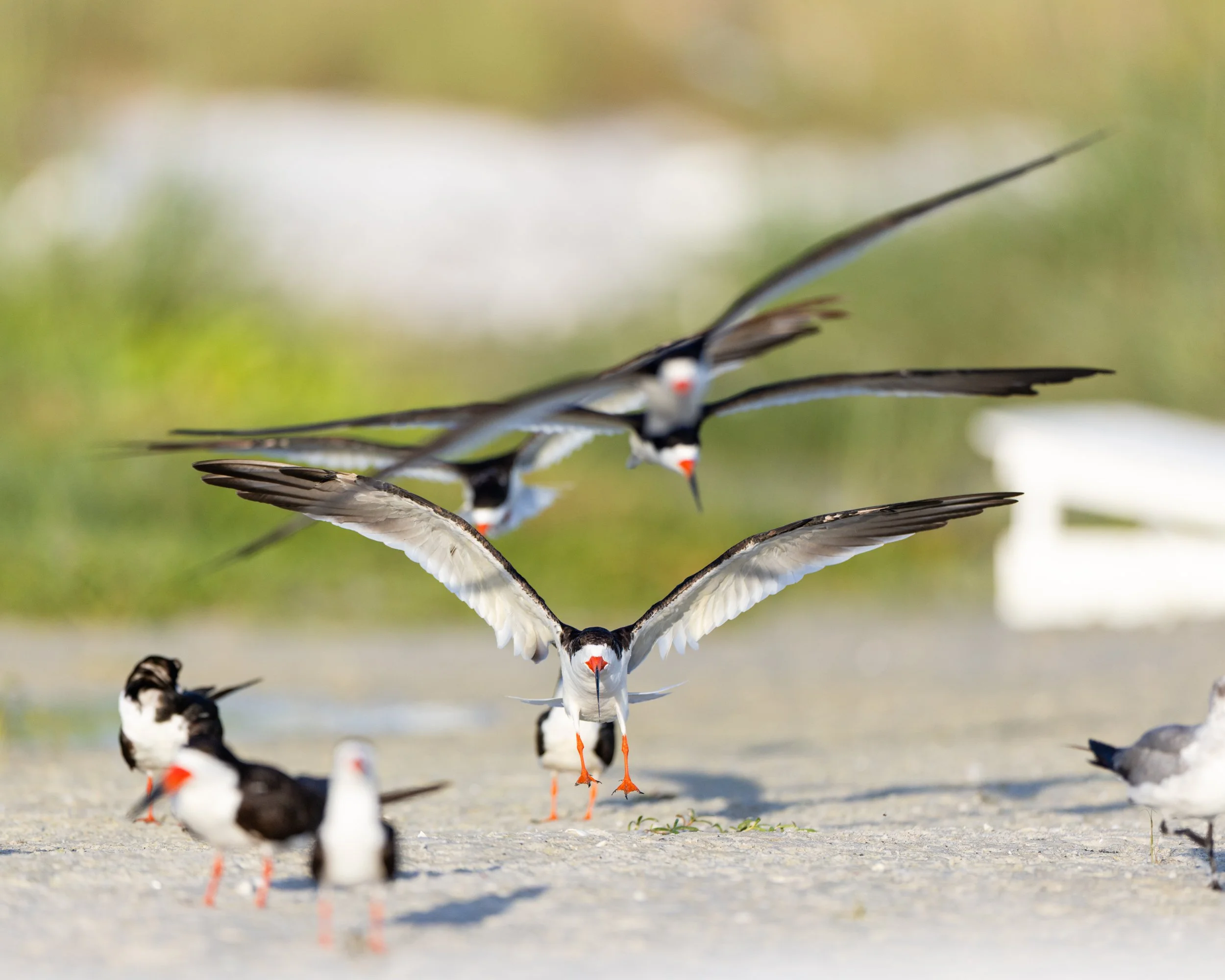 Multiple Black Skimmers flying low and interacting closely above a coastal nesting ground.