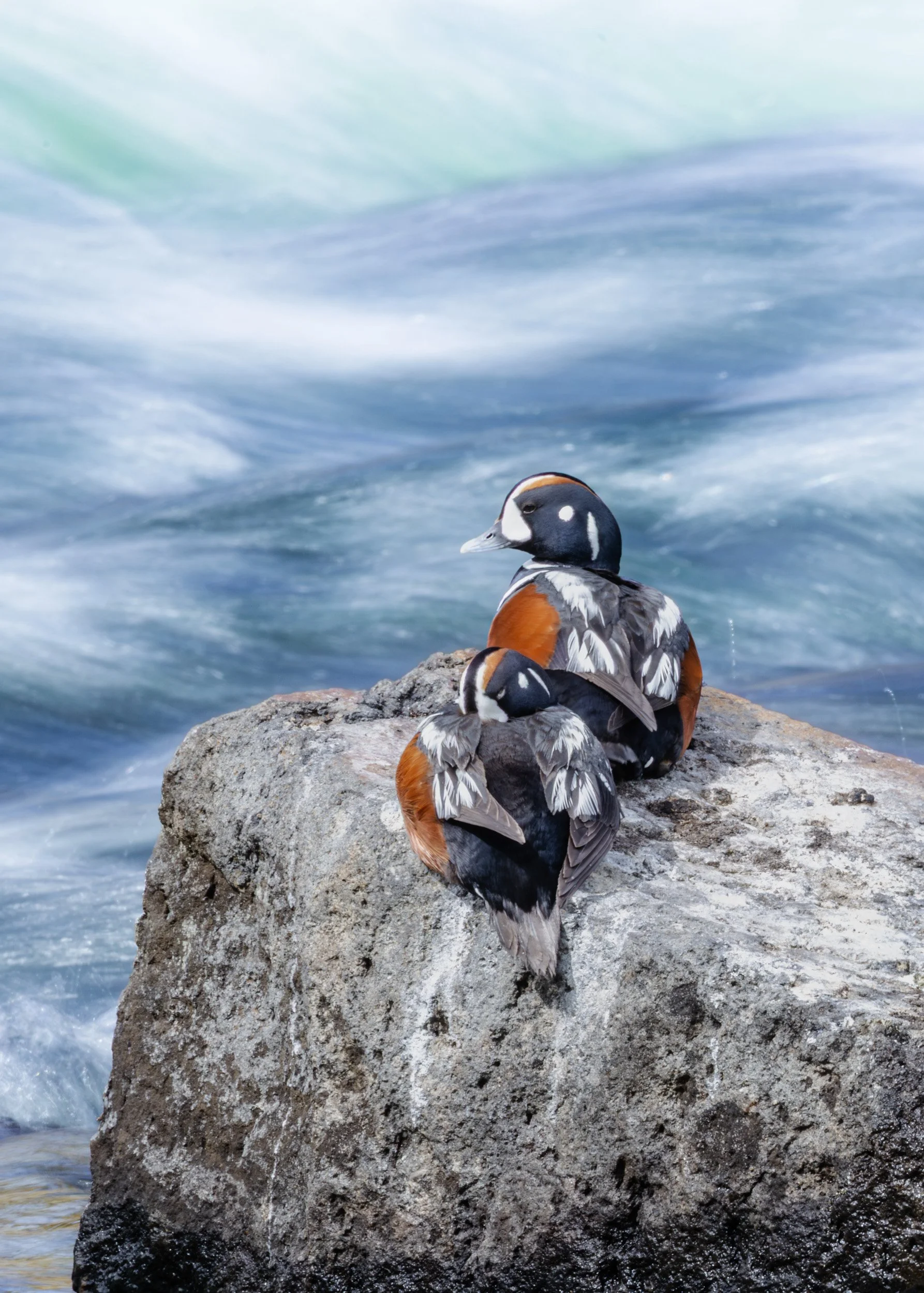 Two colorful male harlequin ducks with white and chestnut markings sits perched atop a large grey boulder surrounded by rushing blue and white river rapids.
