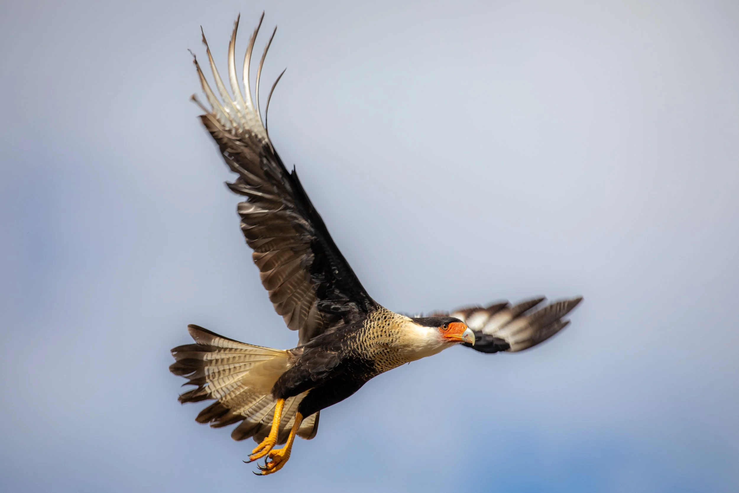 crested-caracara-flight-wings-spread-texas.jpg