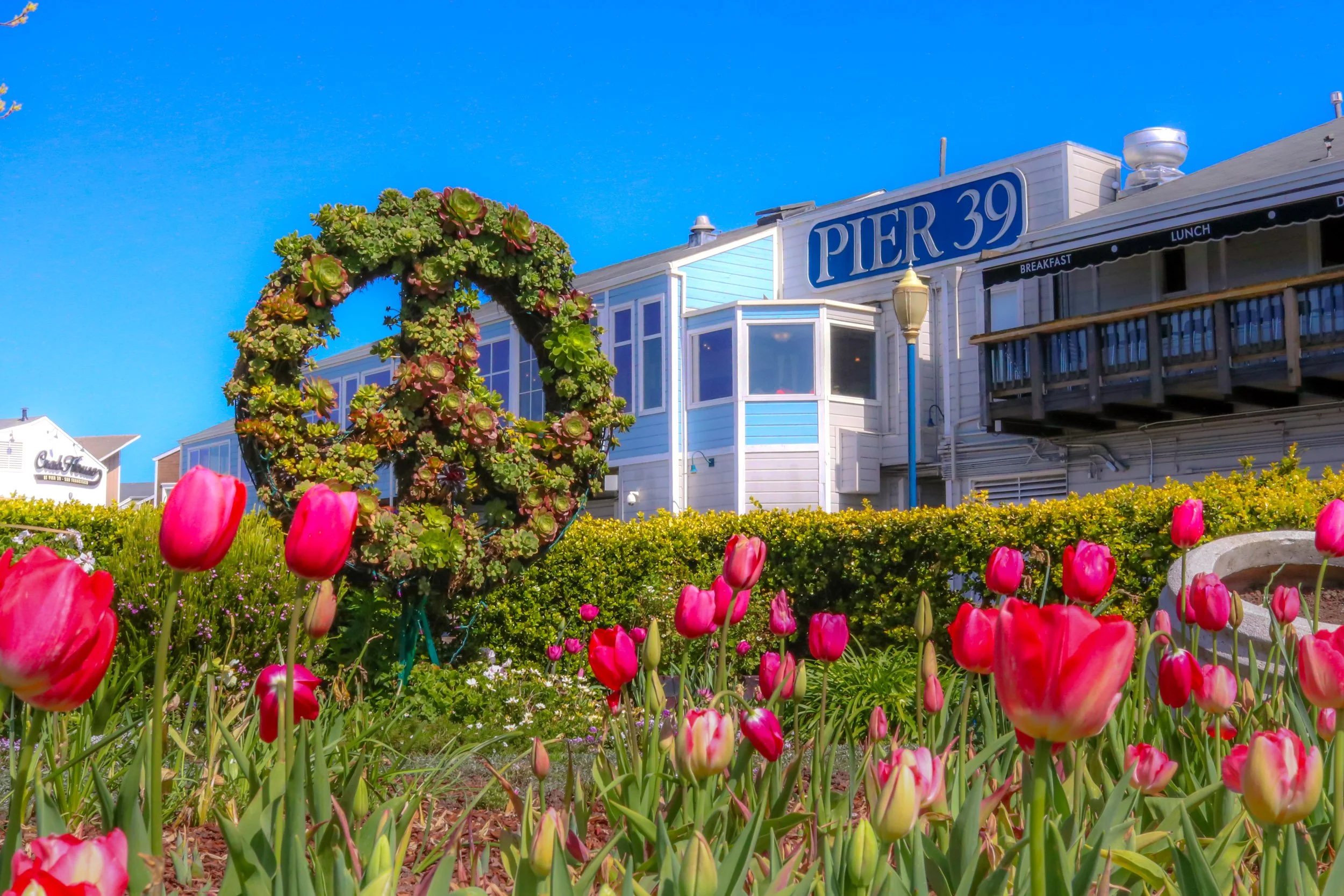 pier-39-san-francisco-pink-tulips-peace-sign.jpg