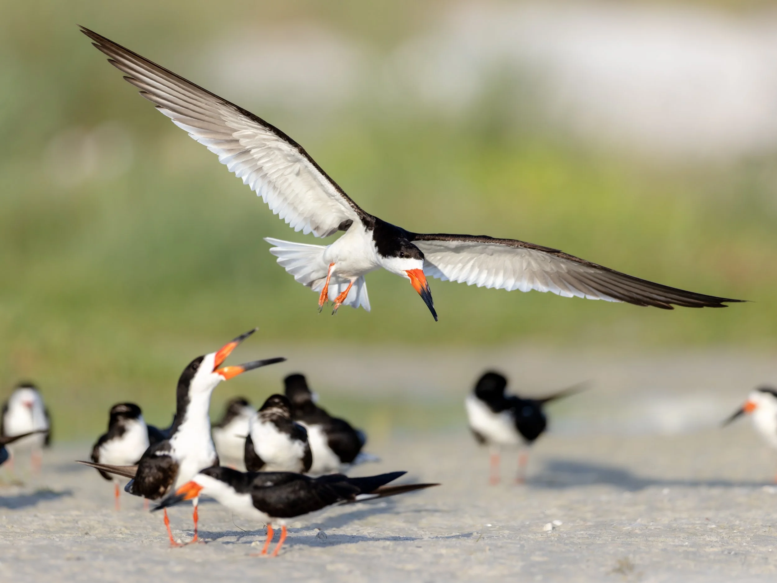 A bustling Black Skimmer nesting colony on a Sarasota beach with birds in flight and on the sand.