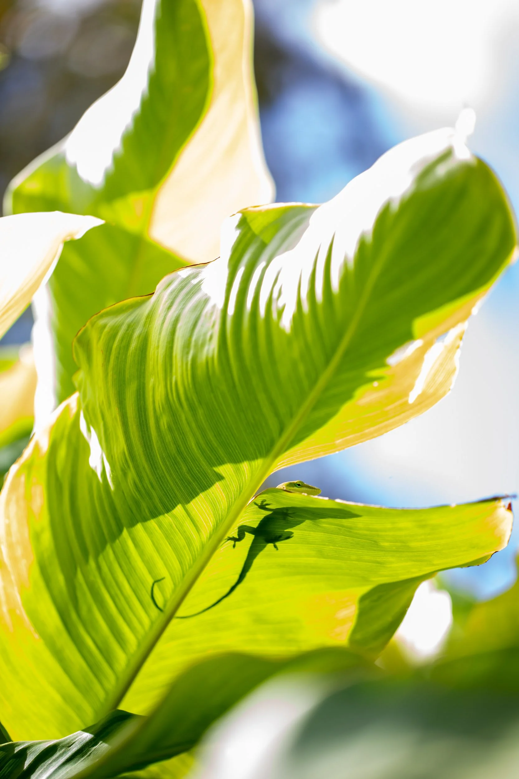 green-anole-shadow-hidden-green-leaves.jpg