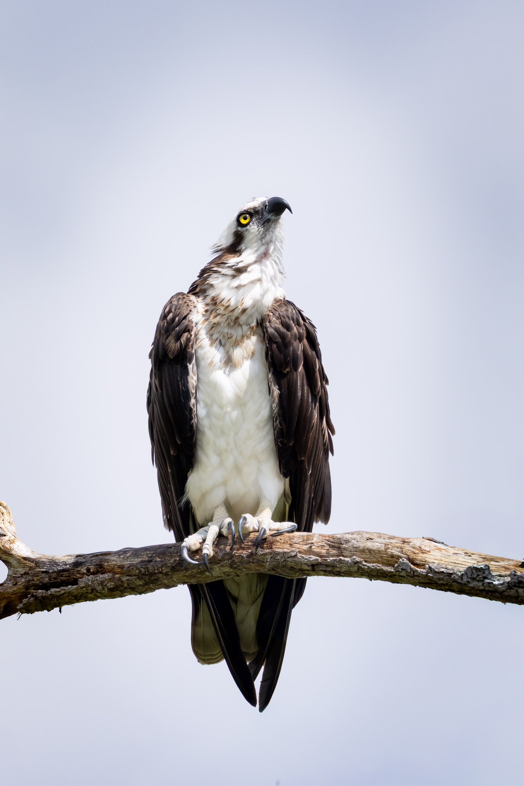 florida-osprey-portrait-perched.jpg