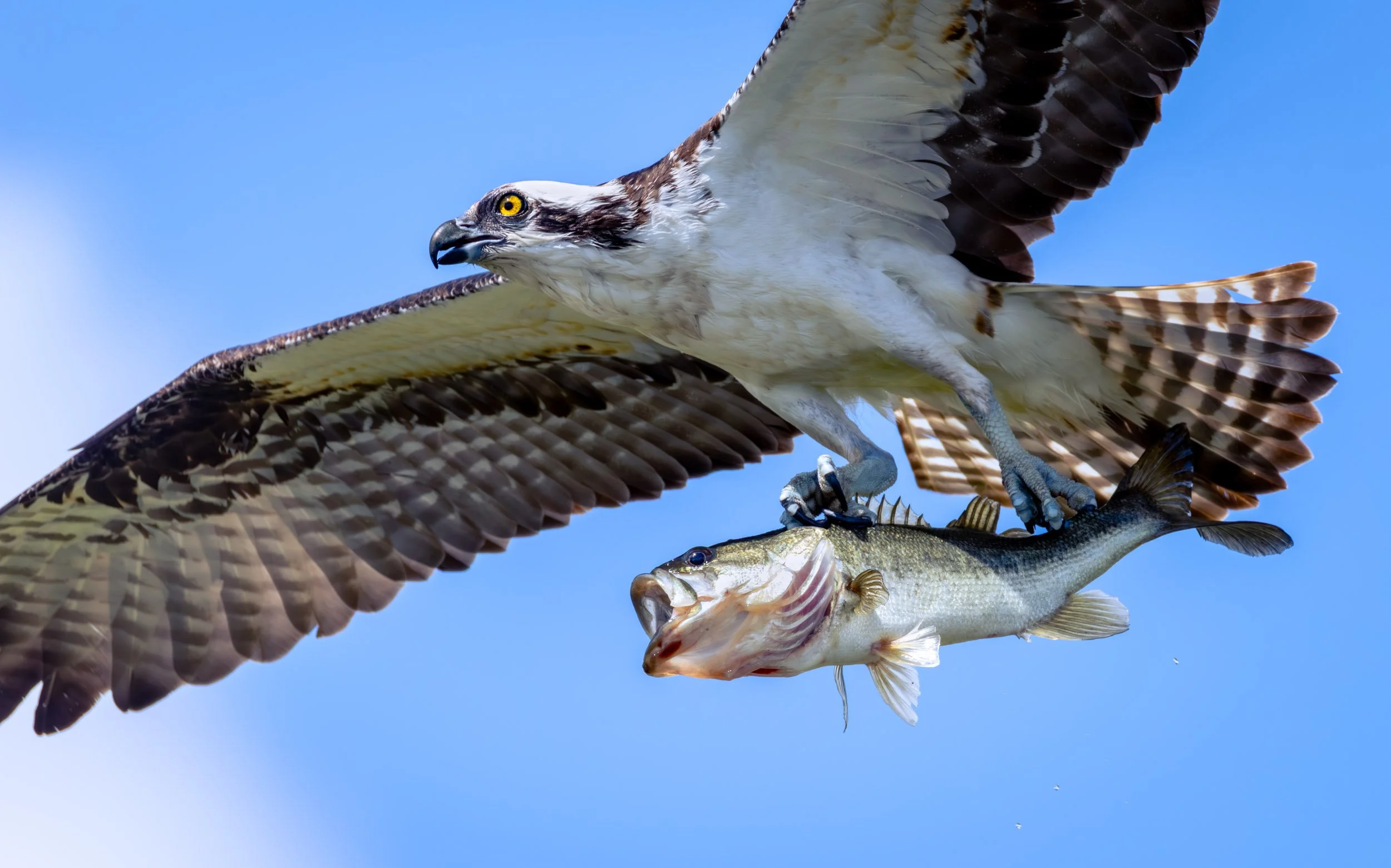 osprey-carrying-fish-flight-florida.jpg