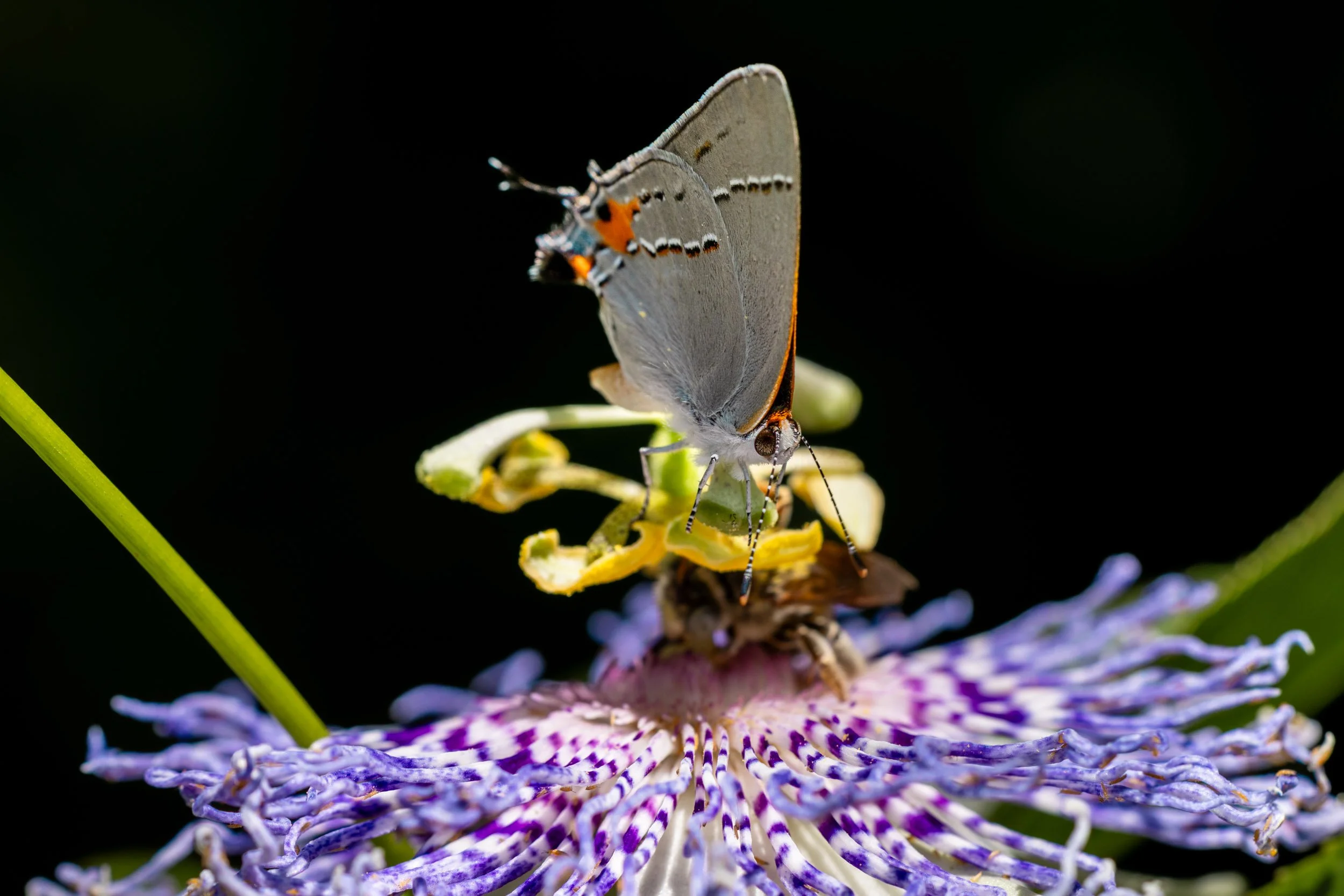 gray-hairstreak-butterfly-passionflower-detail.jpg