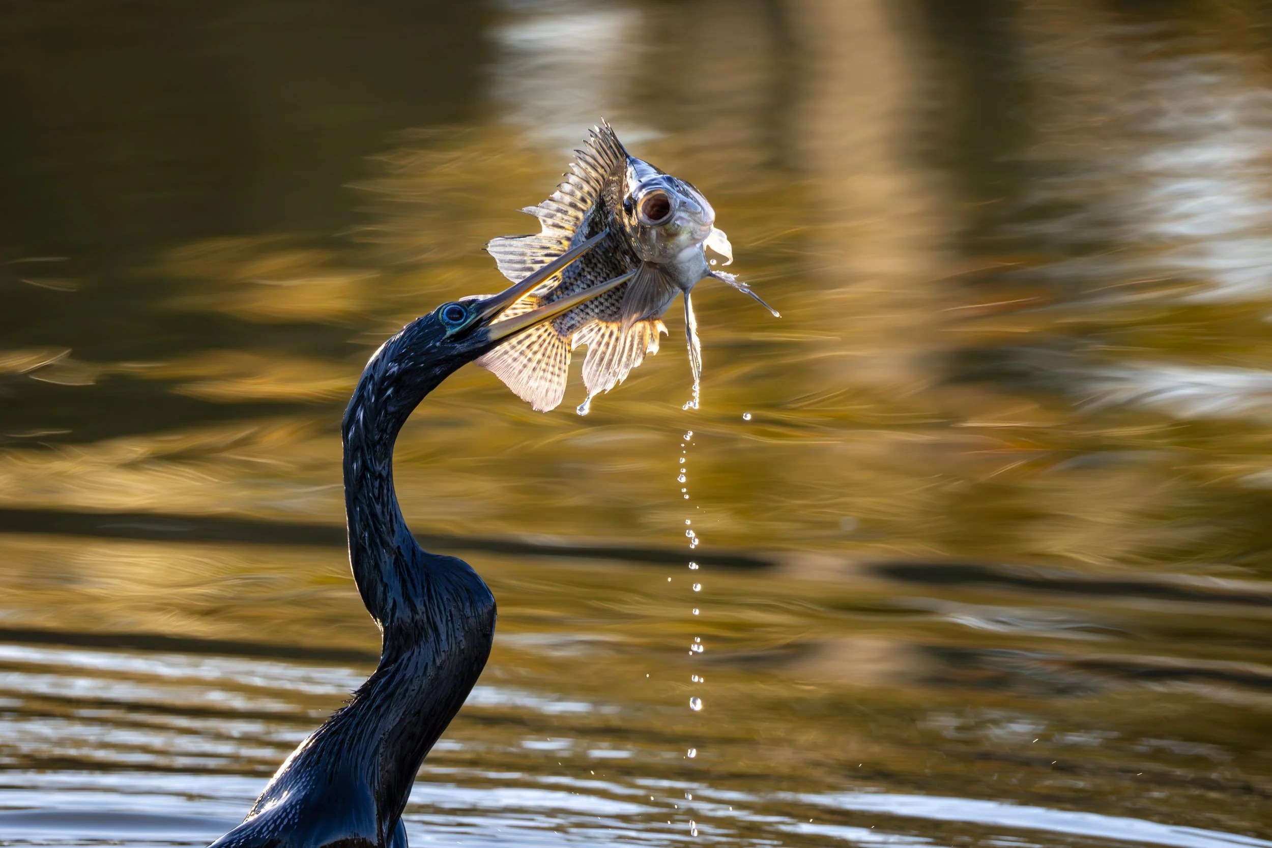 anhinga-speared-large-fish-water-action.jpg