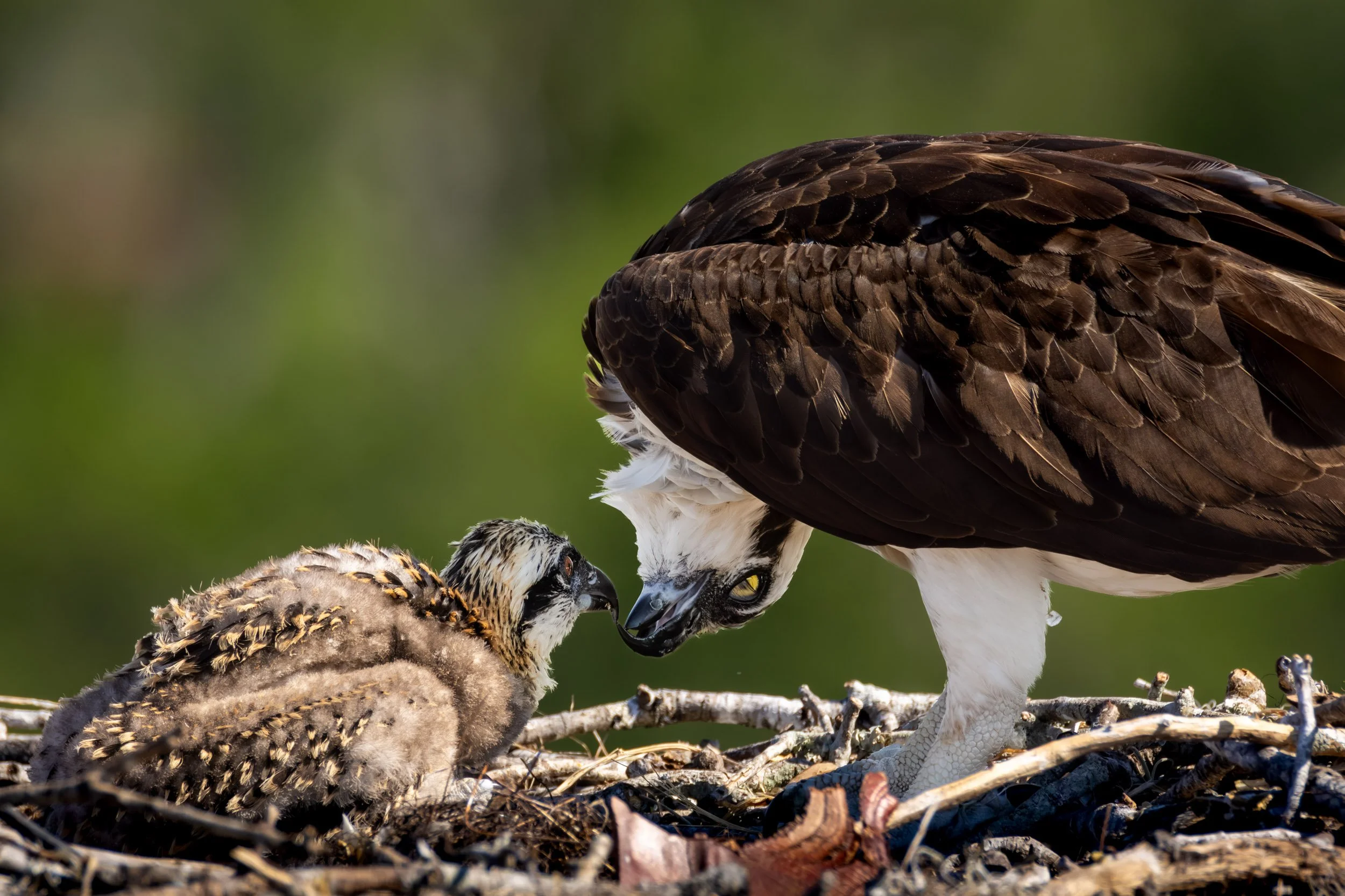osprey-nest-chick-feeding-florida.jpg