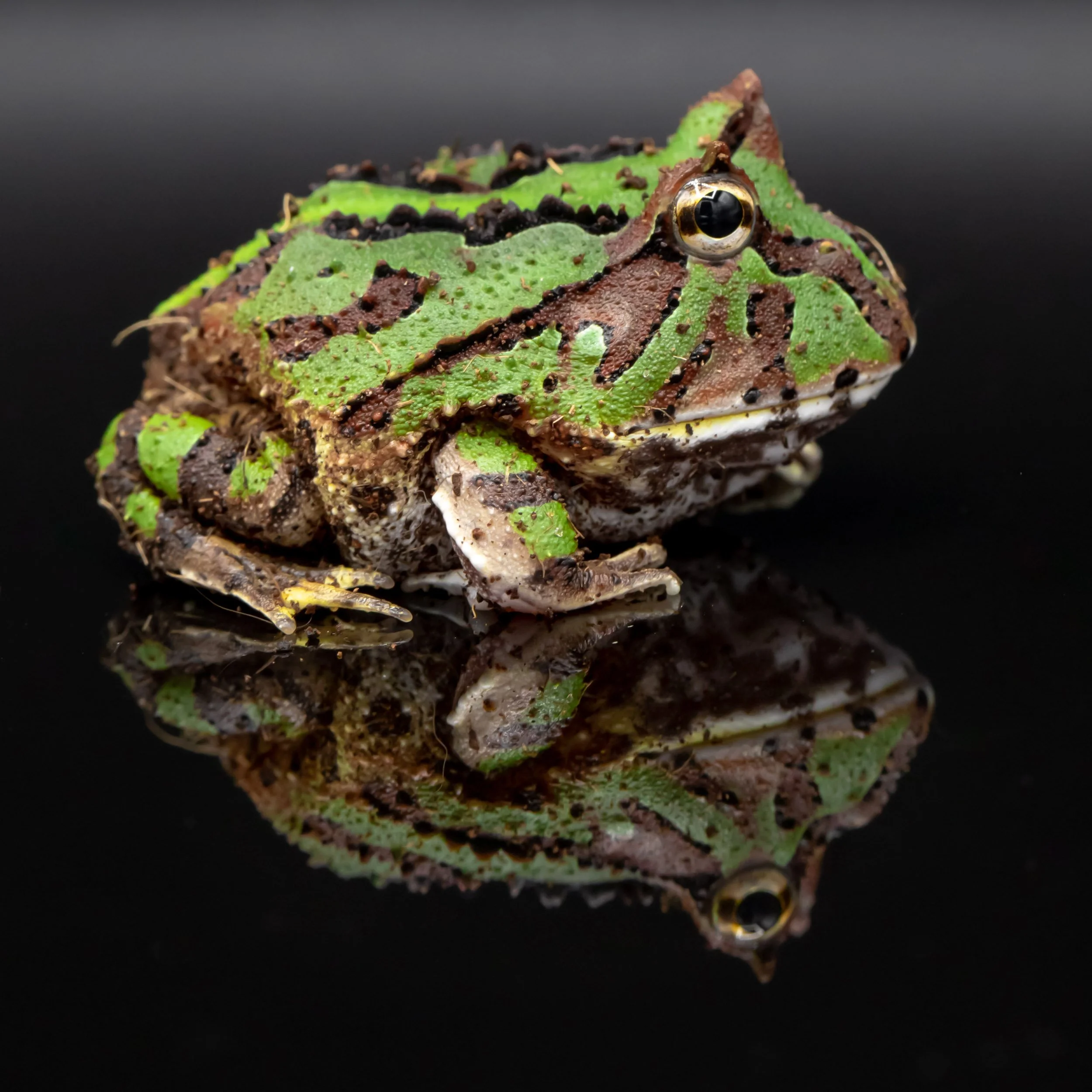 ornate-pacman-frog-reflection-black-background.jpg