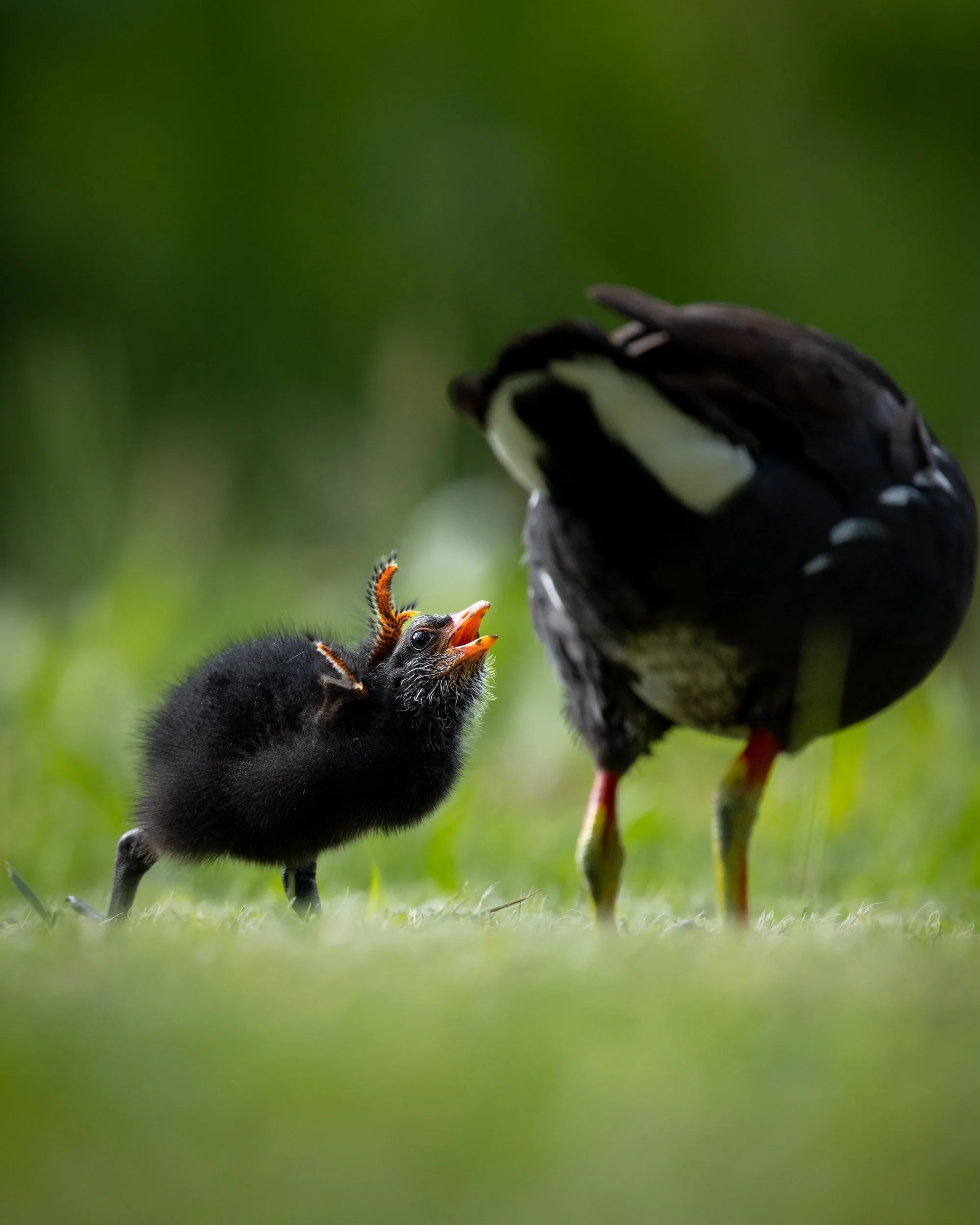 common-gallinule-adult-feeding-chick-grass.jpg