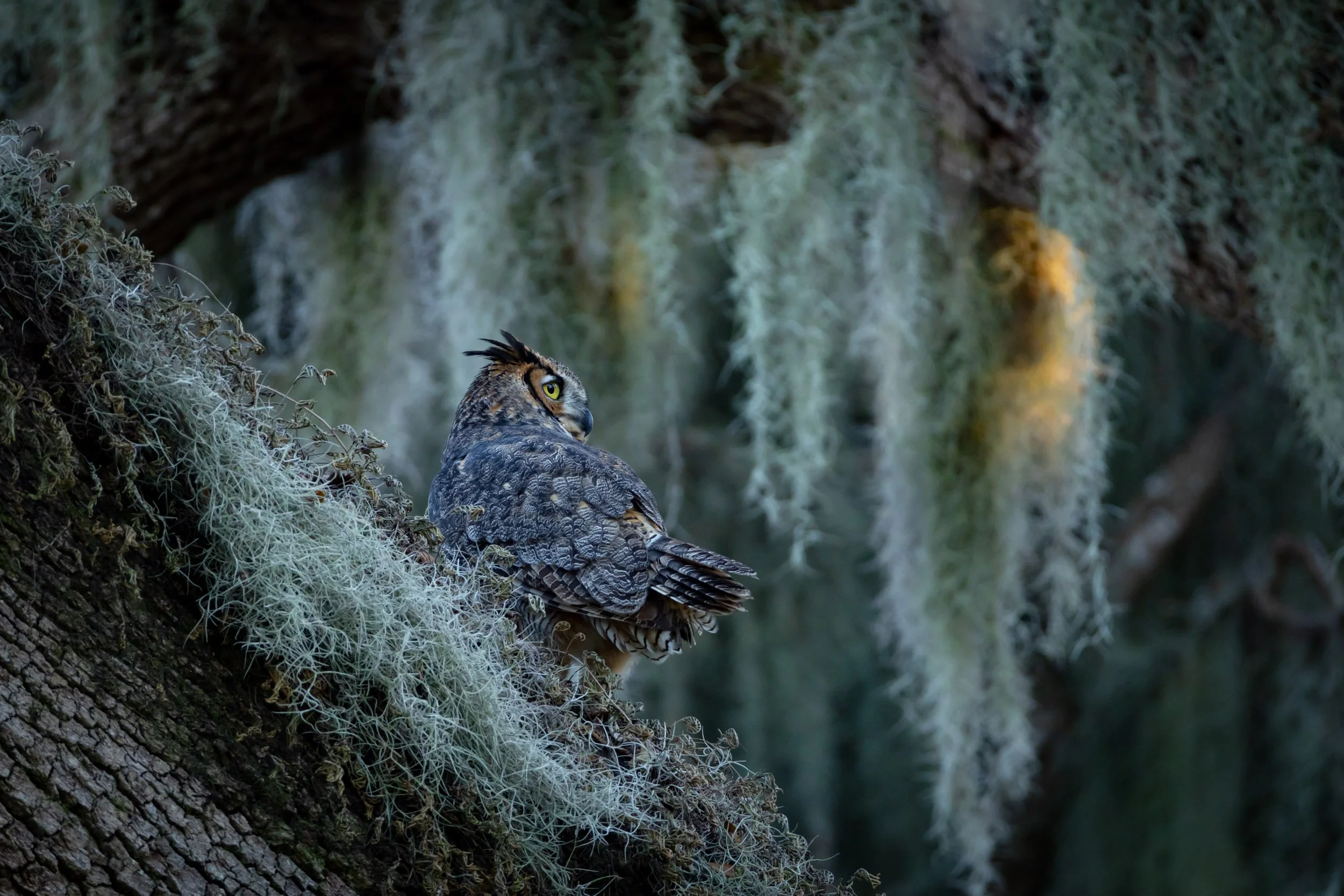 owl-camouflaged-spanish-moss-florida.jpg
