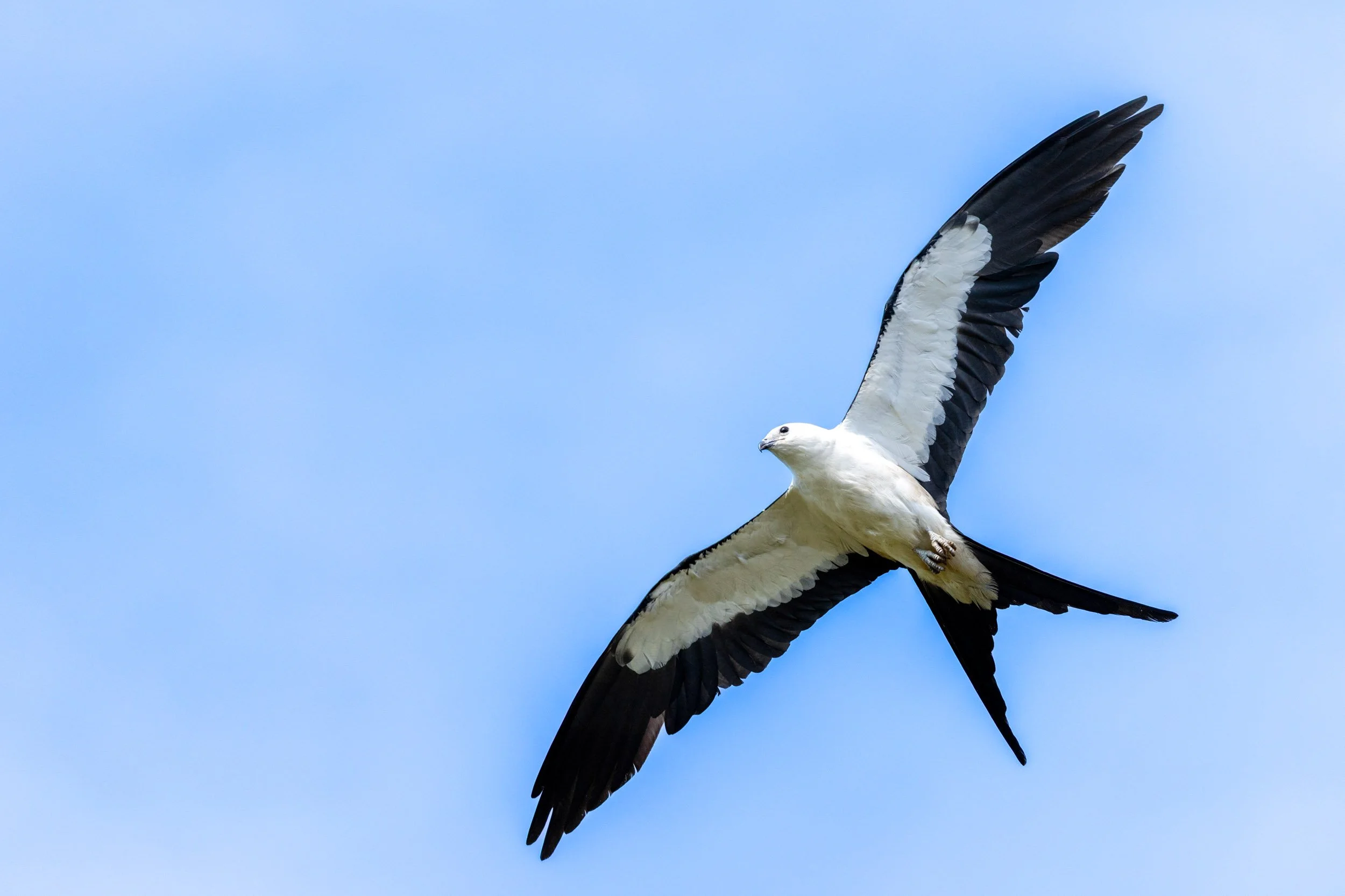 swallow-tailed-kite-soaring-blue-sky-florida.jpg