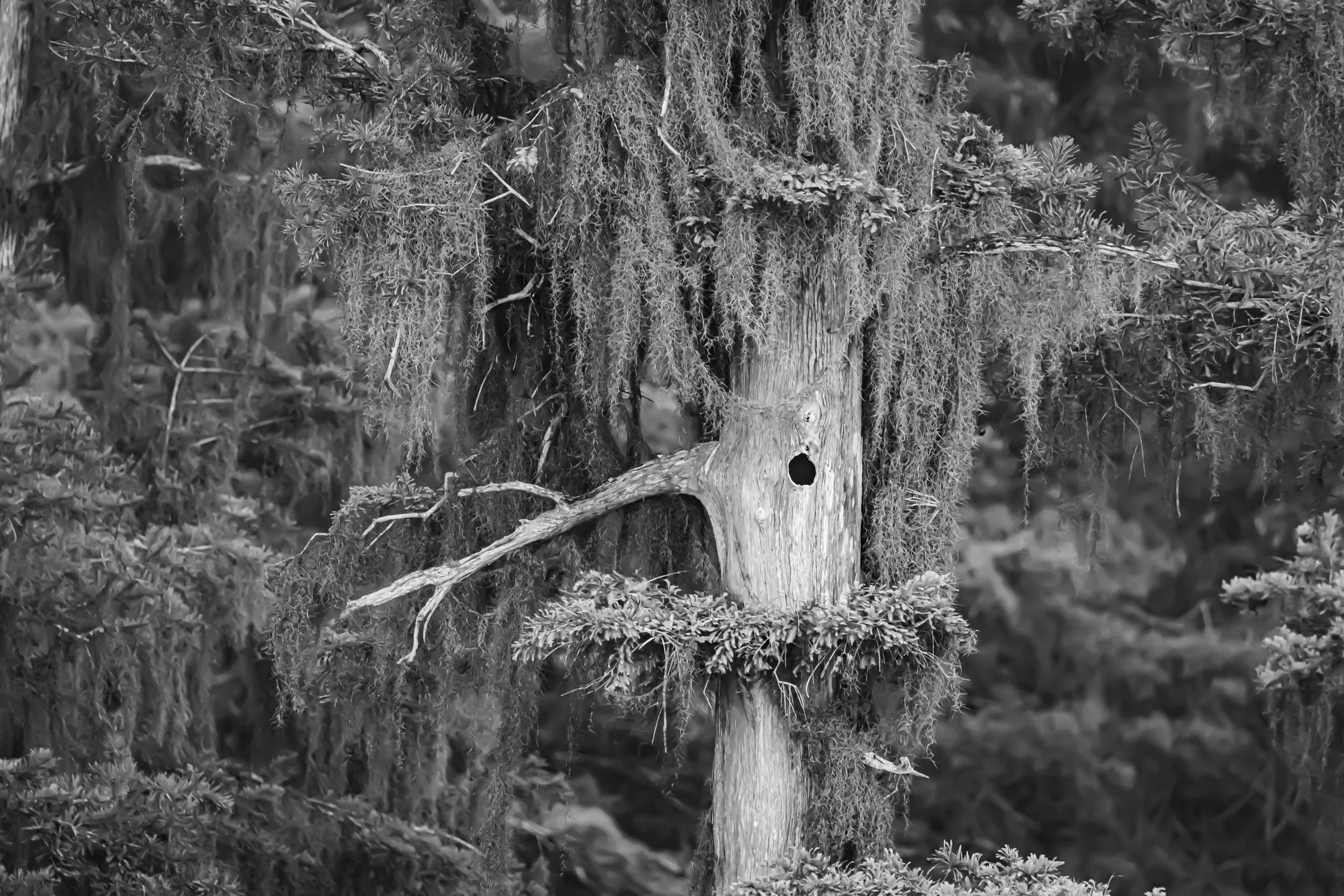 black-and-white-spanish-moss-cypress-tree-texture.jpg