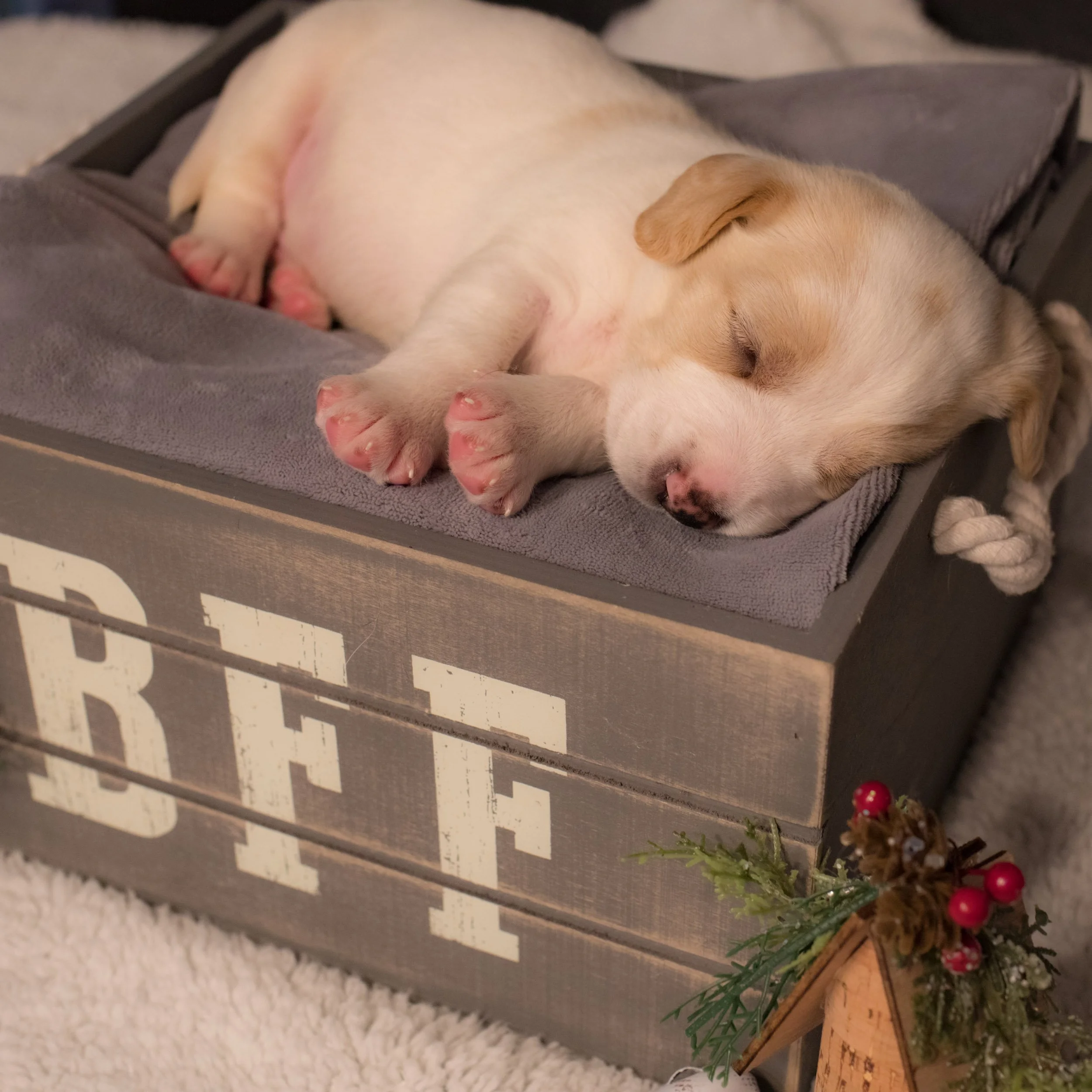 sleeping-white-rescue-puppy-wooden-box-bff-sign.jpg