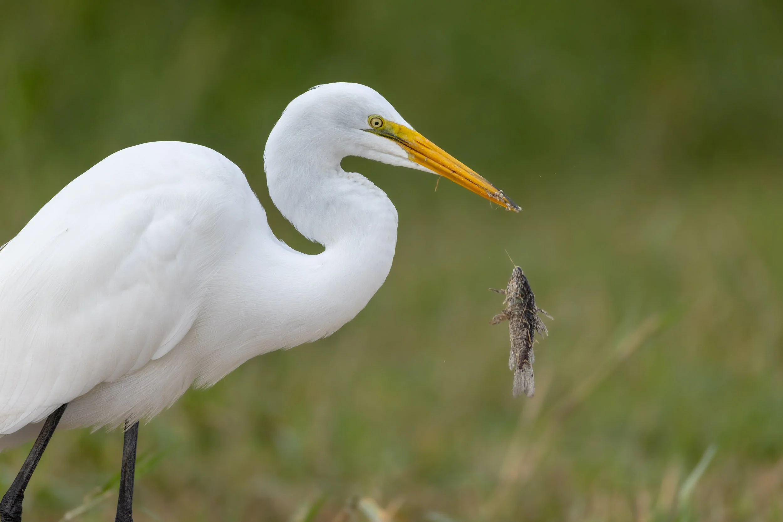 great-egret-dropping-catfish-feeding-action.jpg