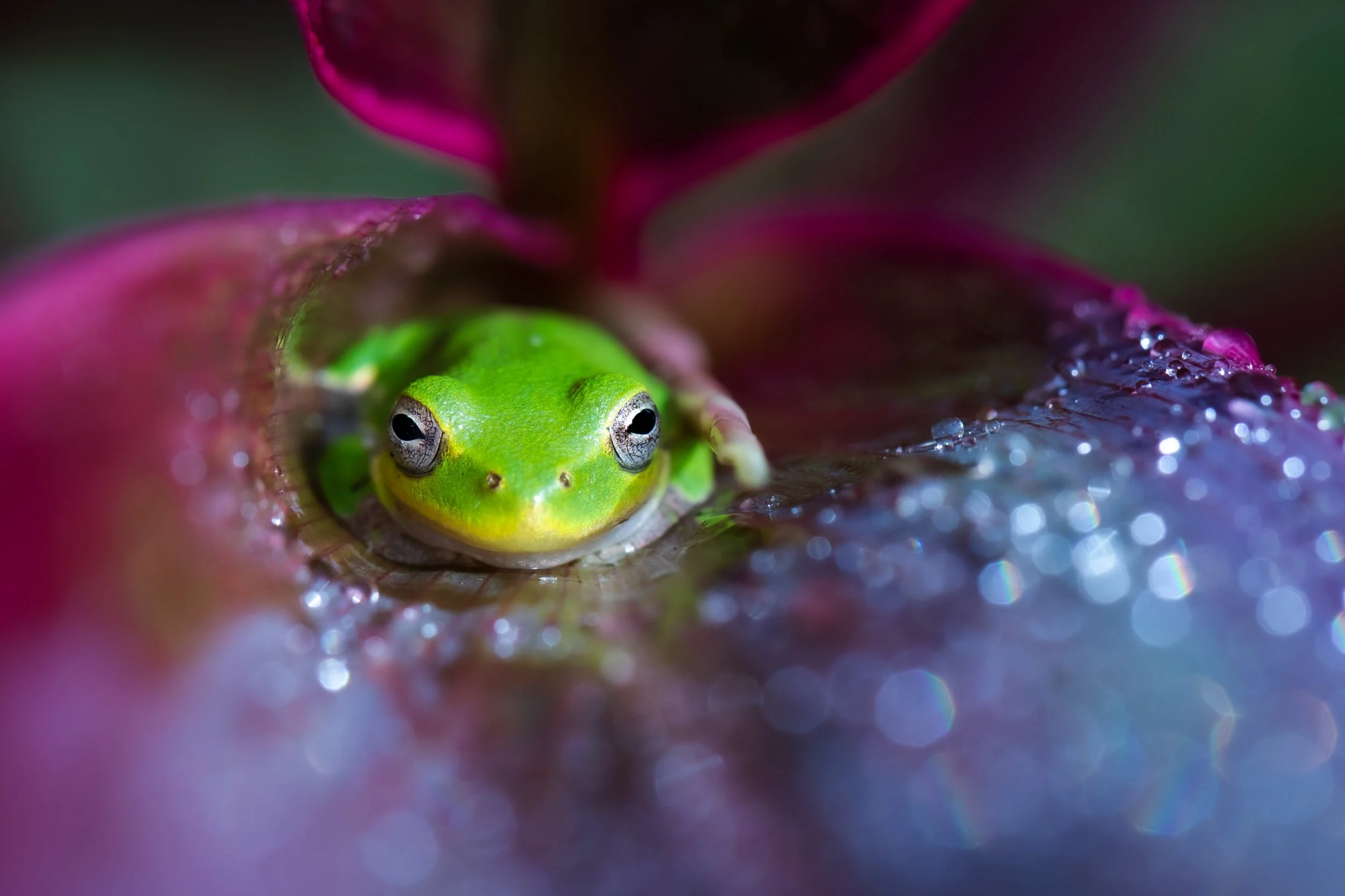 squirrel-tree-frog-purple-leaf-dew-drops.jpg