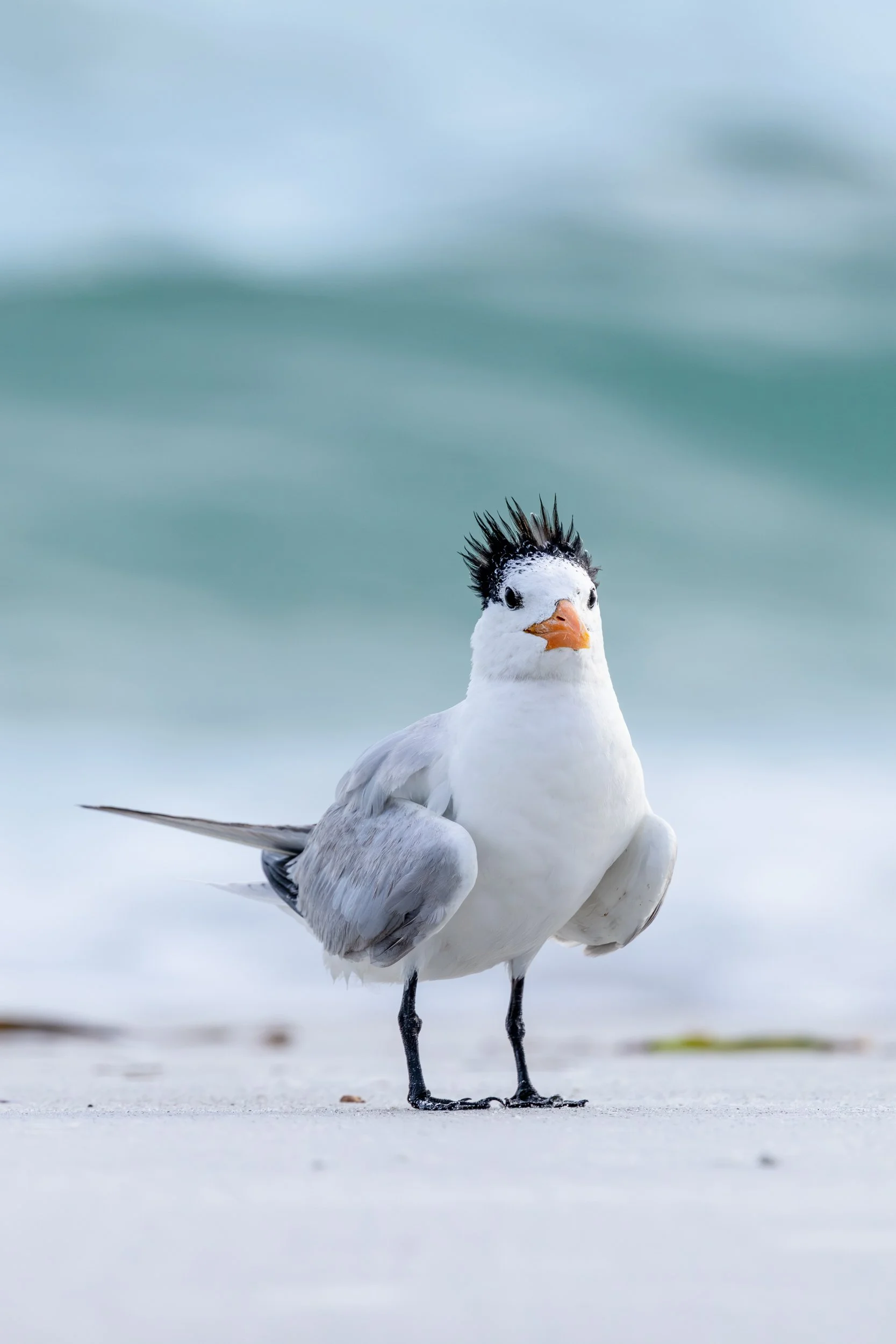 A Royal Tern with a distinct black crest standing calmly on a white sand Florida beach.