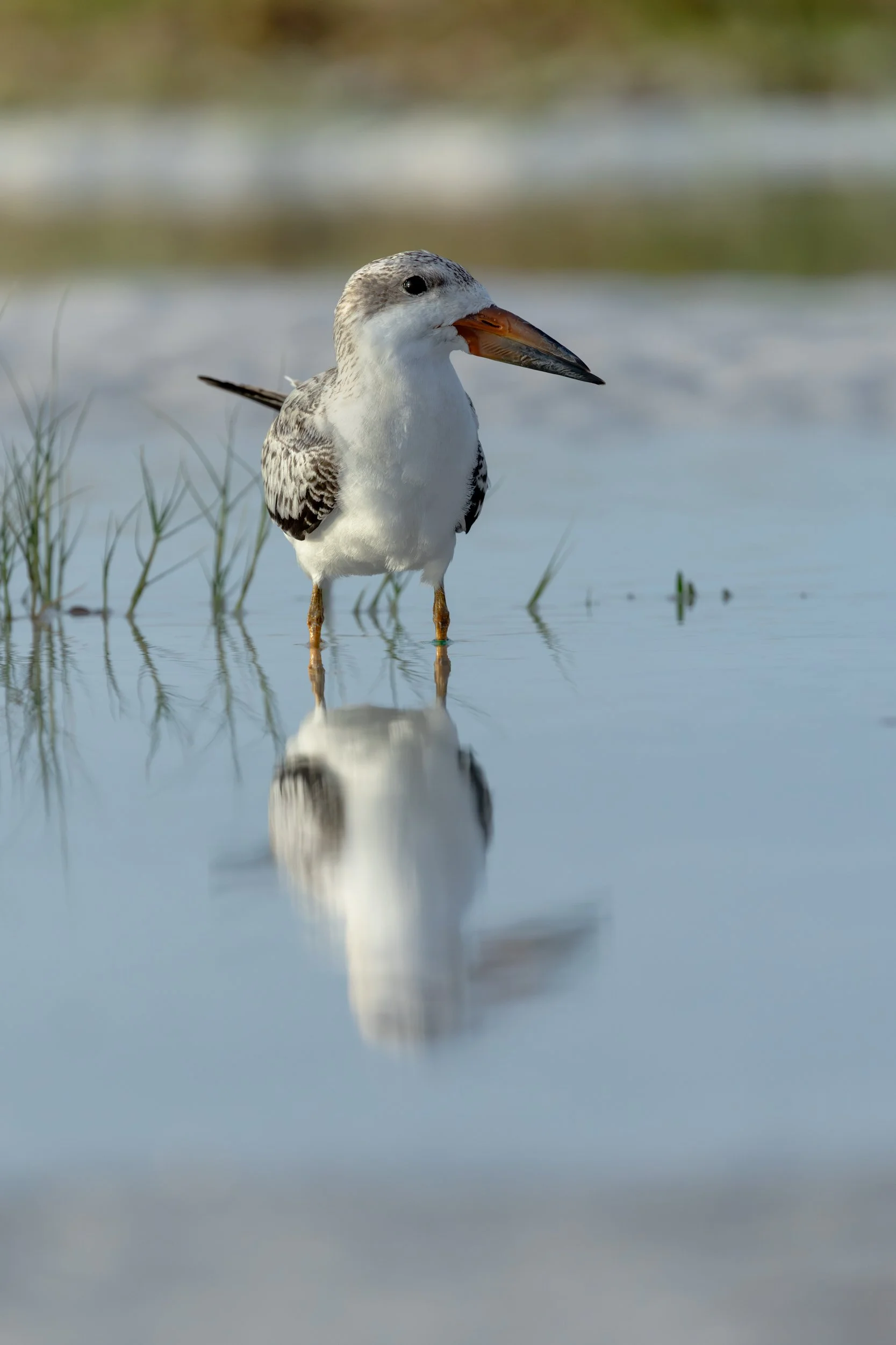 A juvenile Black Skimmer standing tall in shallow water with a flawless mirror reflection.