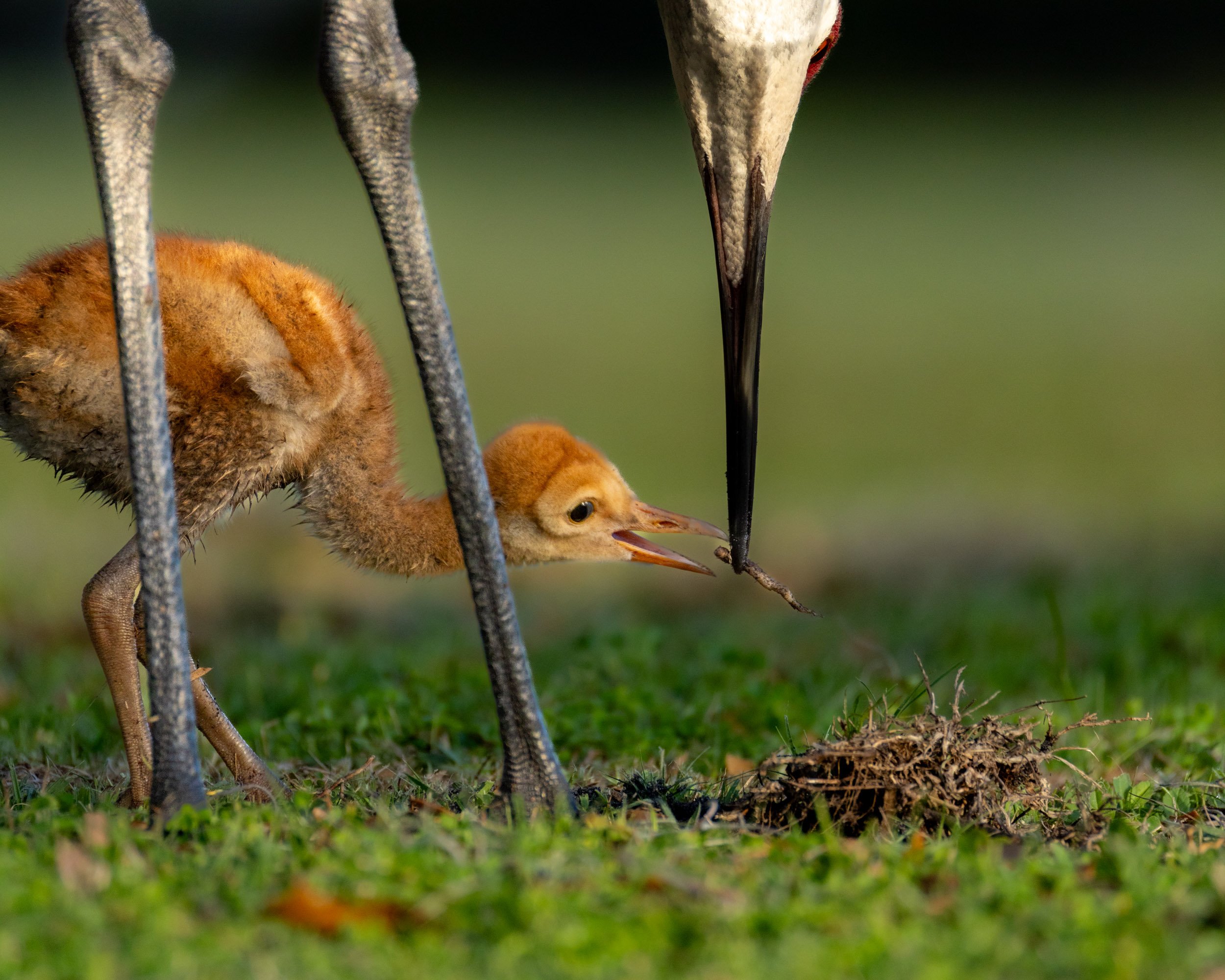 sandhill-crane-colt-feeding-root-nature.jpg